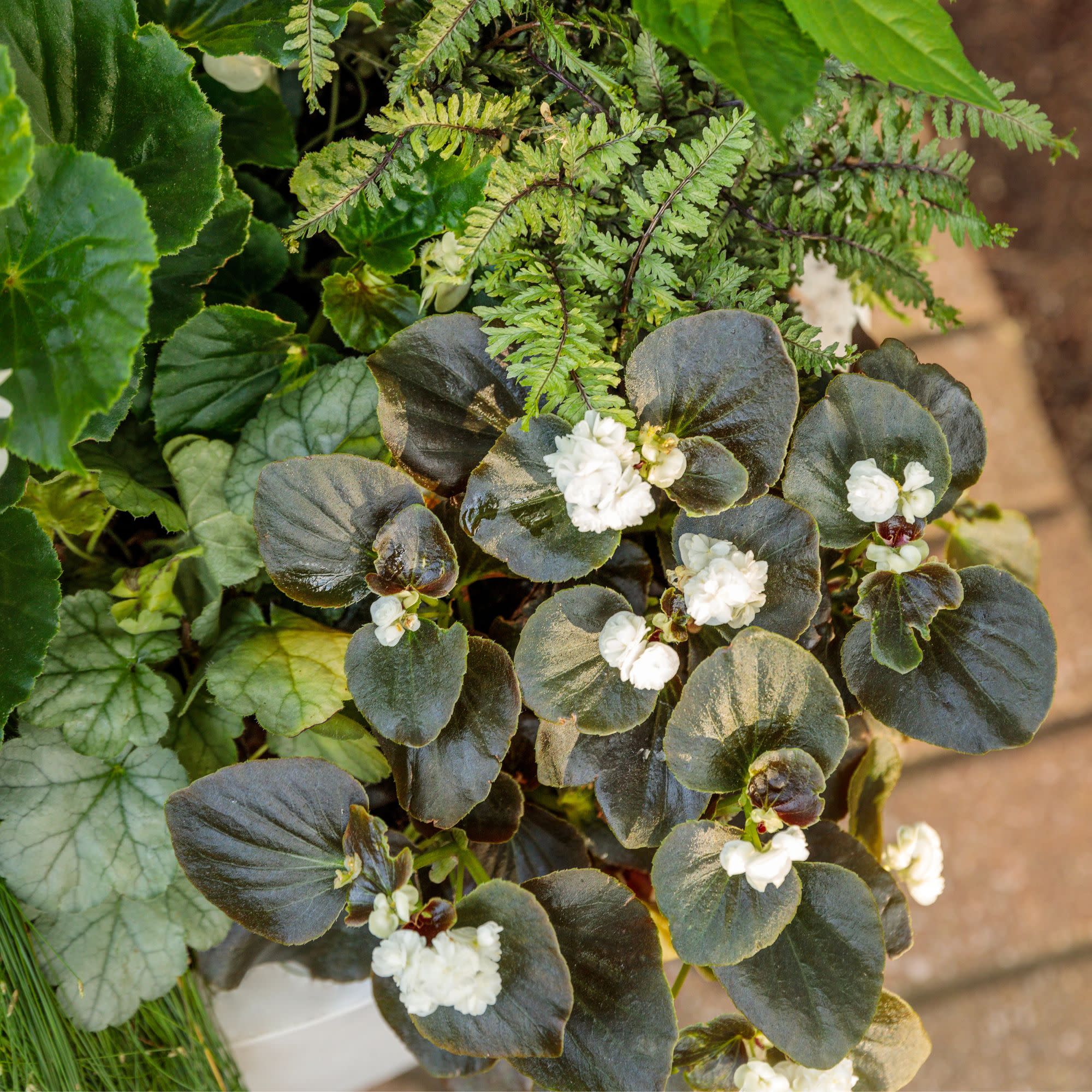 Double Up™ White Begonia (semperflorens) - Image 7