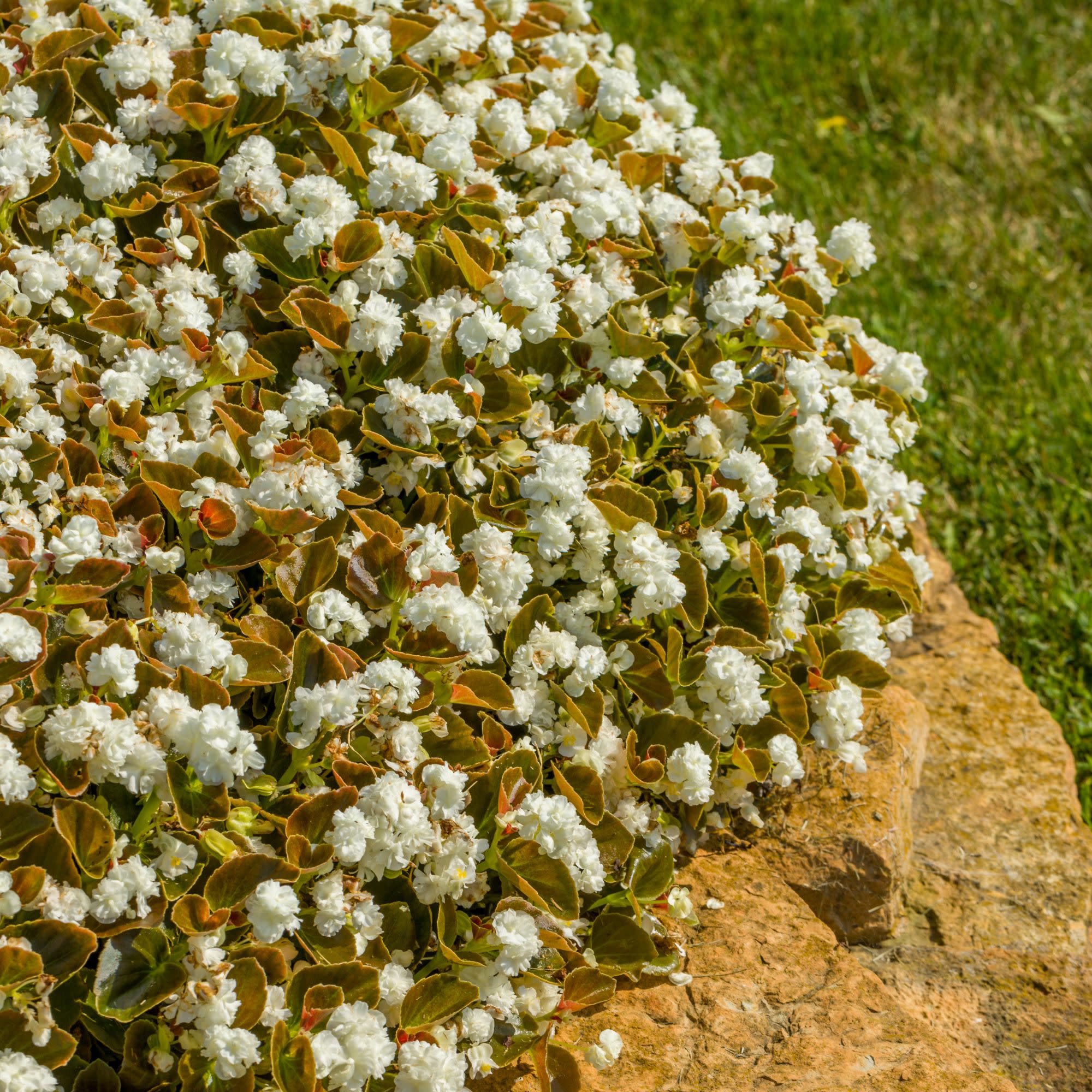 Double Up™ White Begonia (semperflorens) - Image 8