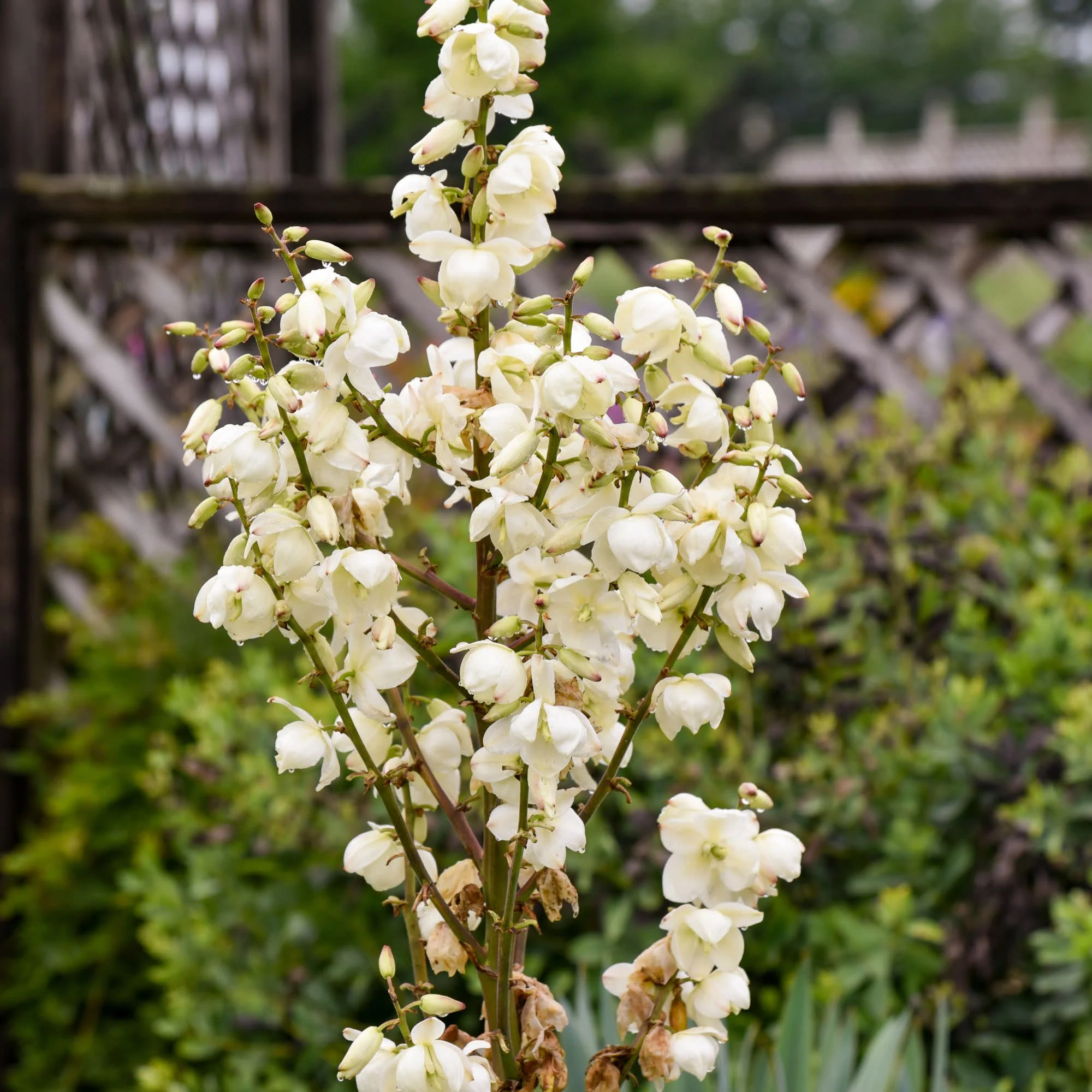 'Dragon Slayer' Adam's Needle (Yucca hybrid) | Proven Winners® New Variety 2026 - Image 3
