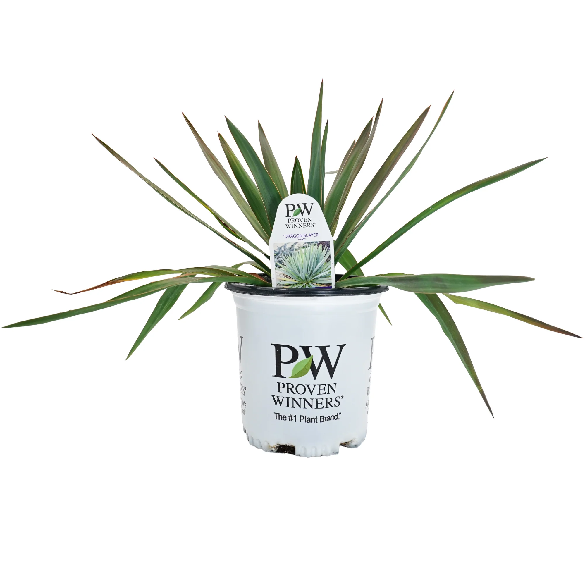 'Dragon Slayer' Adam's Needle (Yucca hybrid) | Proven Winners® New Variety 2026 - Image 4
