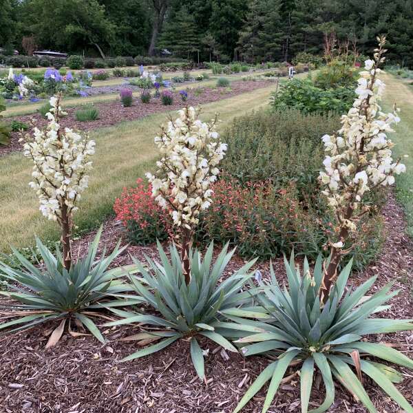 'Dragon Slayer' Adam's Needle (Yucca hybrid) | Proven Winners® New Variety 2026 - Image 6