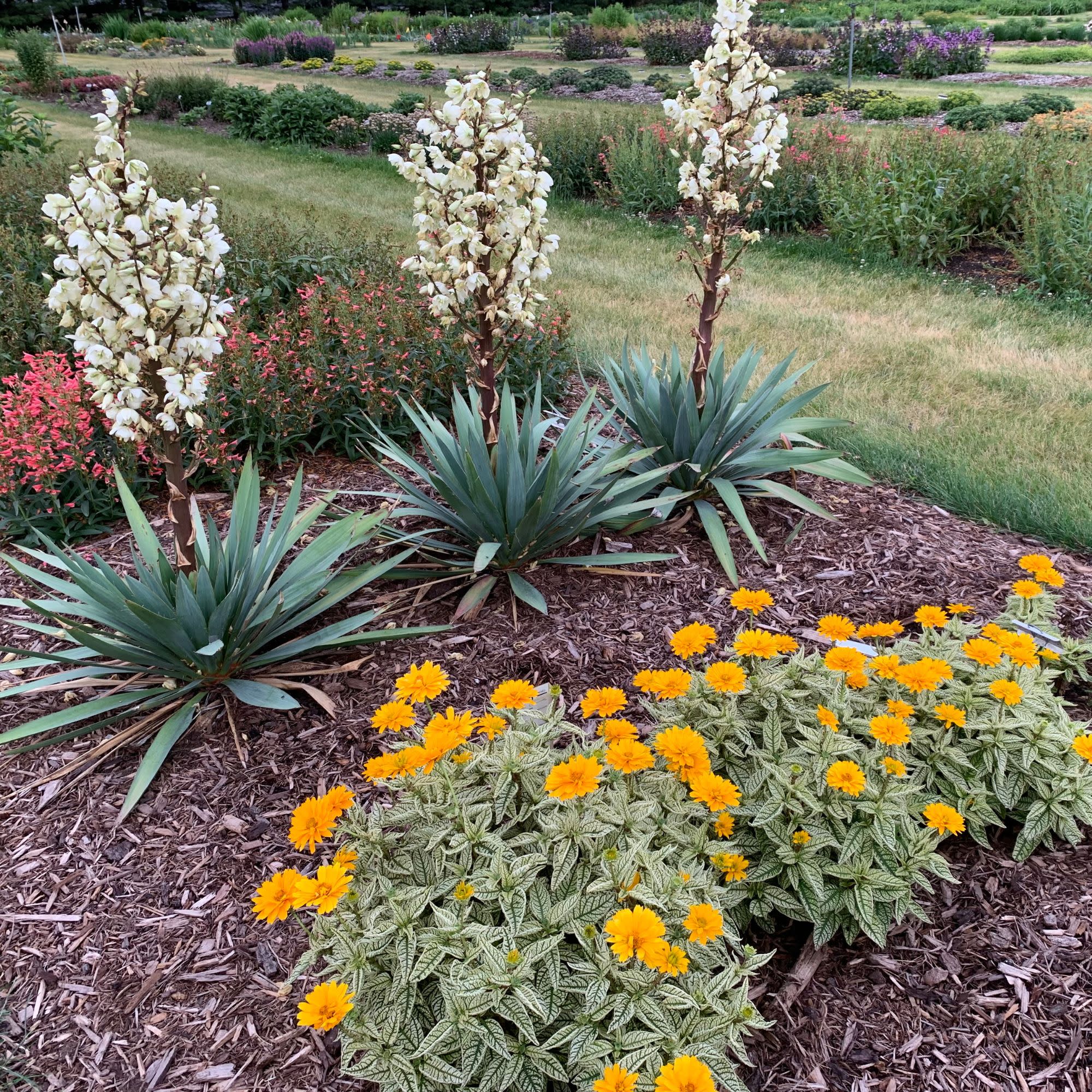 'Dragon Slayer' Adam's Needle (Yucca hybrid) | Proven Winners® New Variety 2026 - Image 7