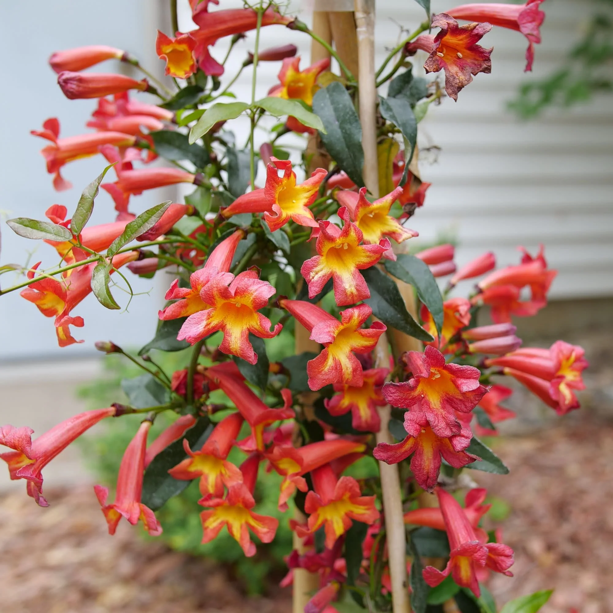 Dressed To Thrill® Crossvine (Bignonia capreolata) - Image 4