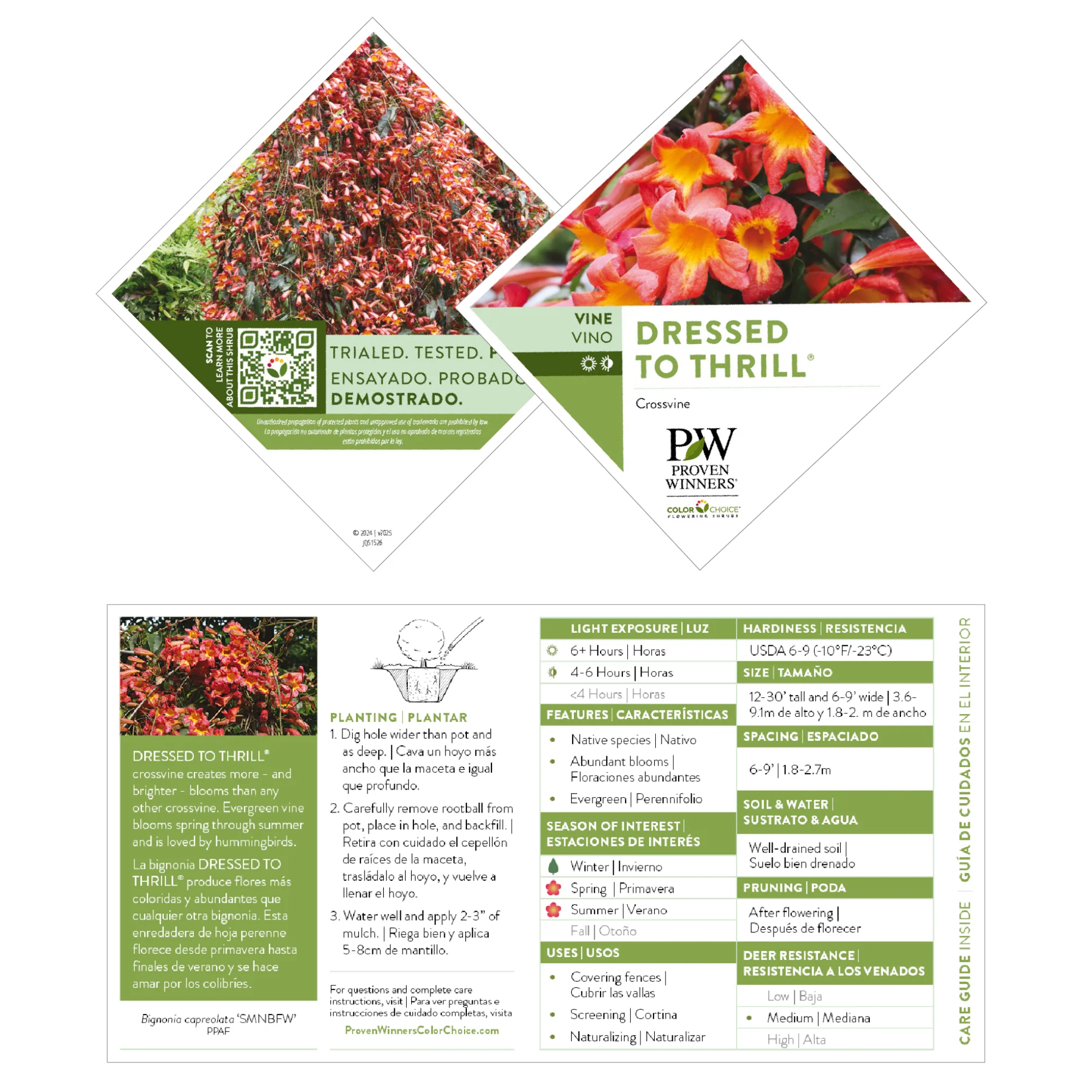 Dressed To Thrill® Crossvine (Bignonia capreolata) - Image 9