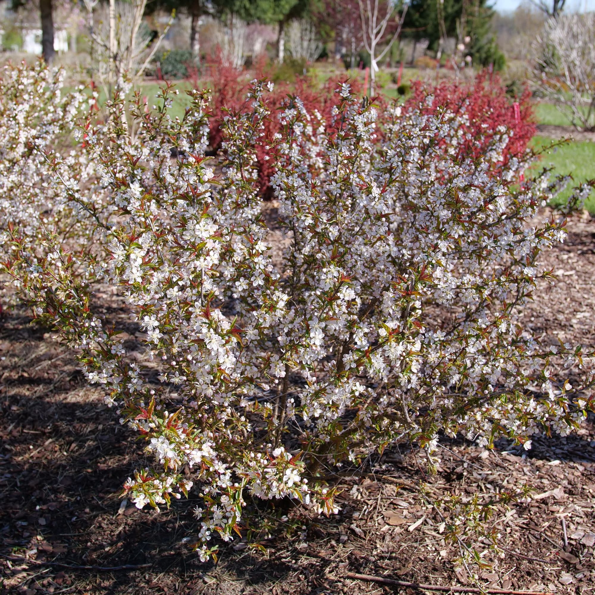Easy As Pie® Bush Cherry (Prunus x) - Image 10