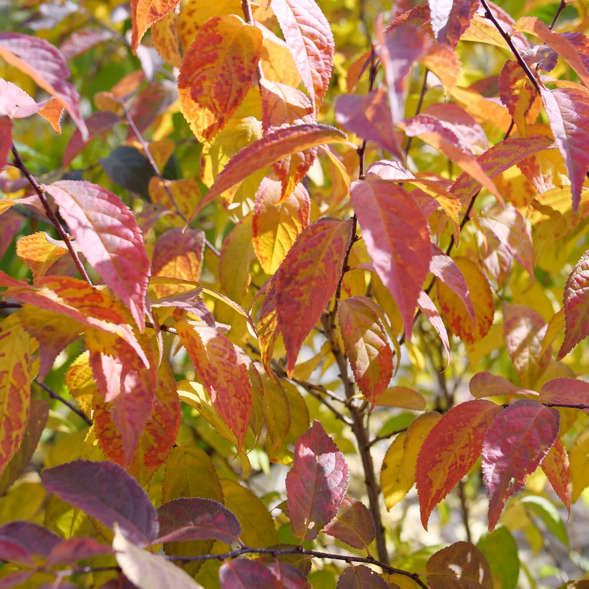 Easy As Pie® Bush Cherry (Prunus x) - Image 3