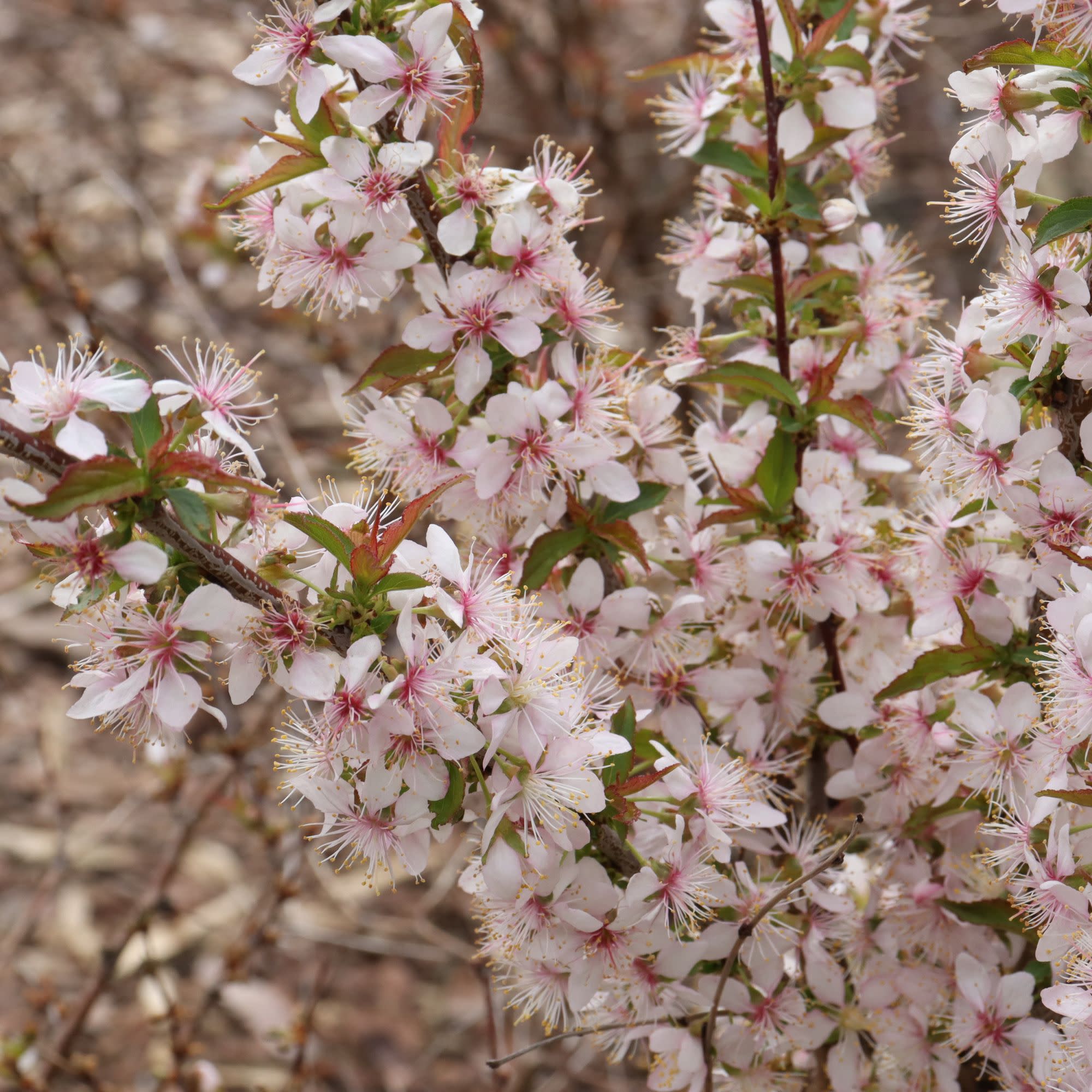 Easy As Pie® Bush Cherry (Prunus x) - Image 4