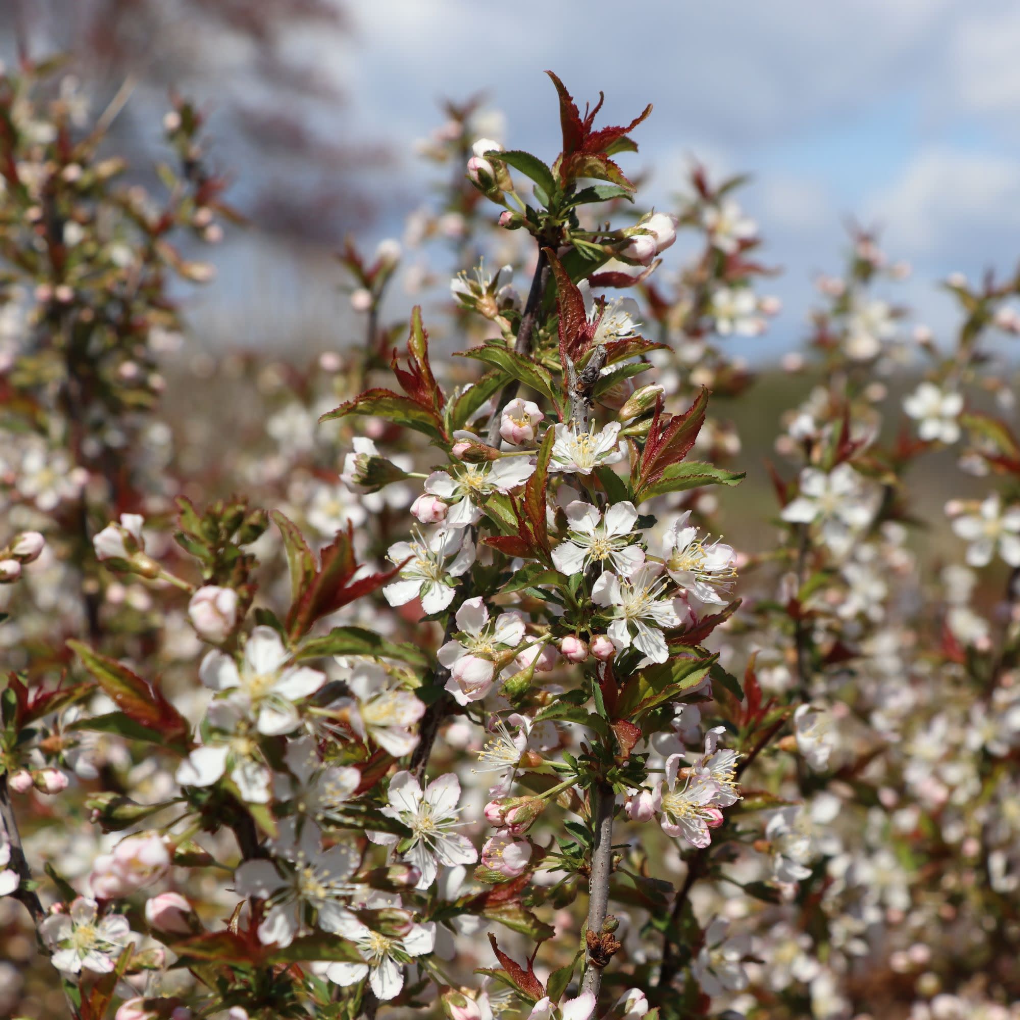 Easy As Pie® Bush Cherry (Prunus x) - Image 5