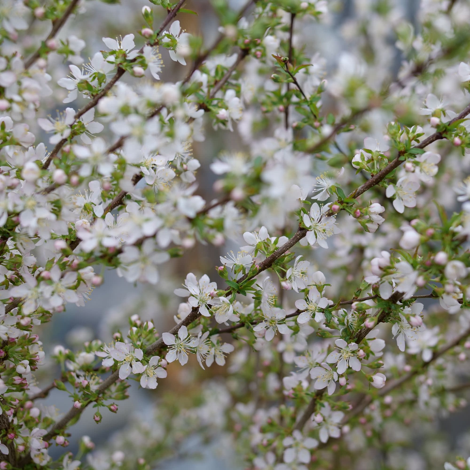 Easy As Pie® Bush Cherry (Prunus x) - Image 6