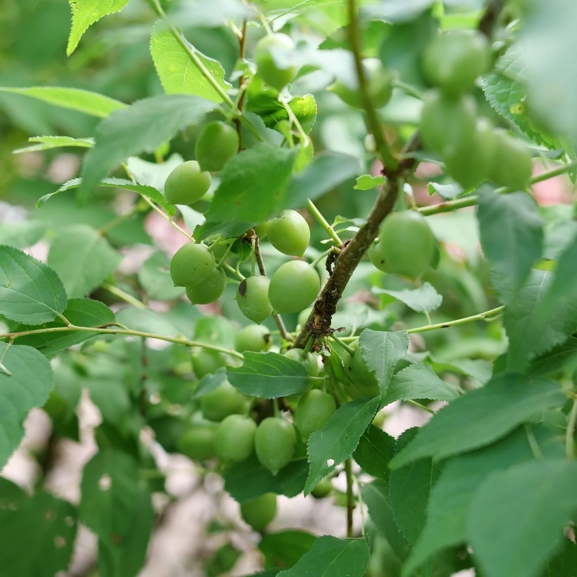 Easy As Pie® Bush Cherry (Prunus x) - Image 7