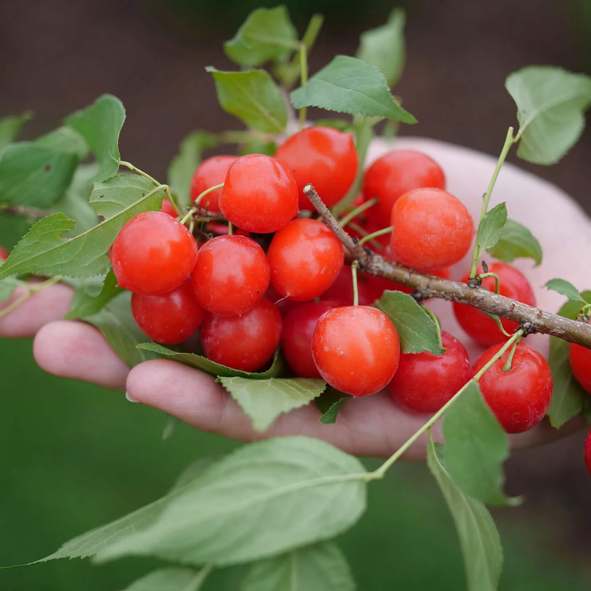 Easy As Pie® Bush Cherry (Prunus x) - Image 8