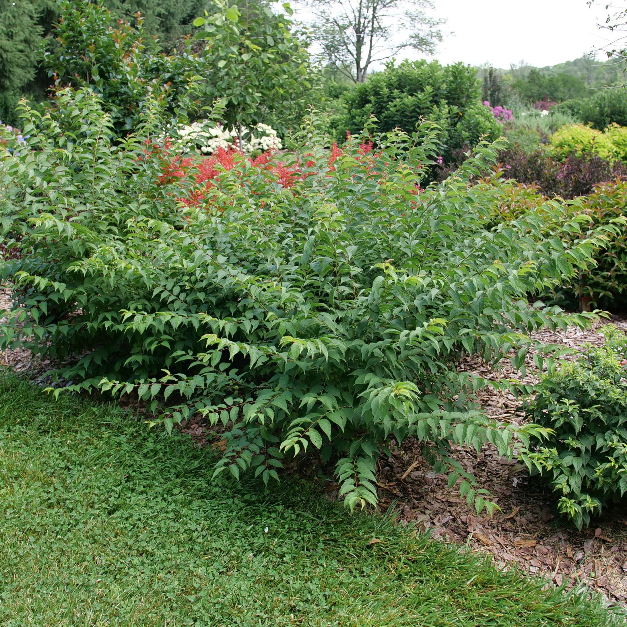 Easy As Pie® Bush Cherry (Prunus x) - Image 9