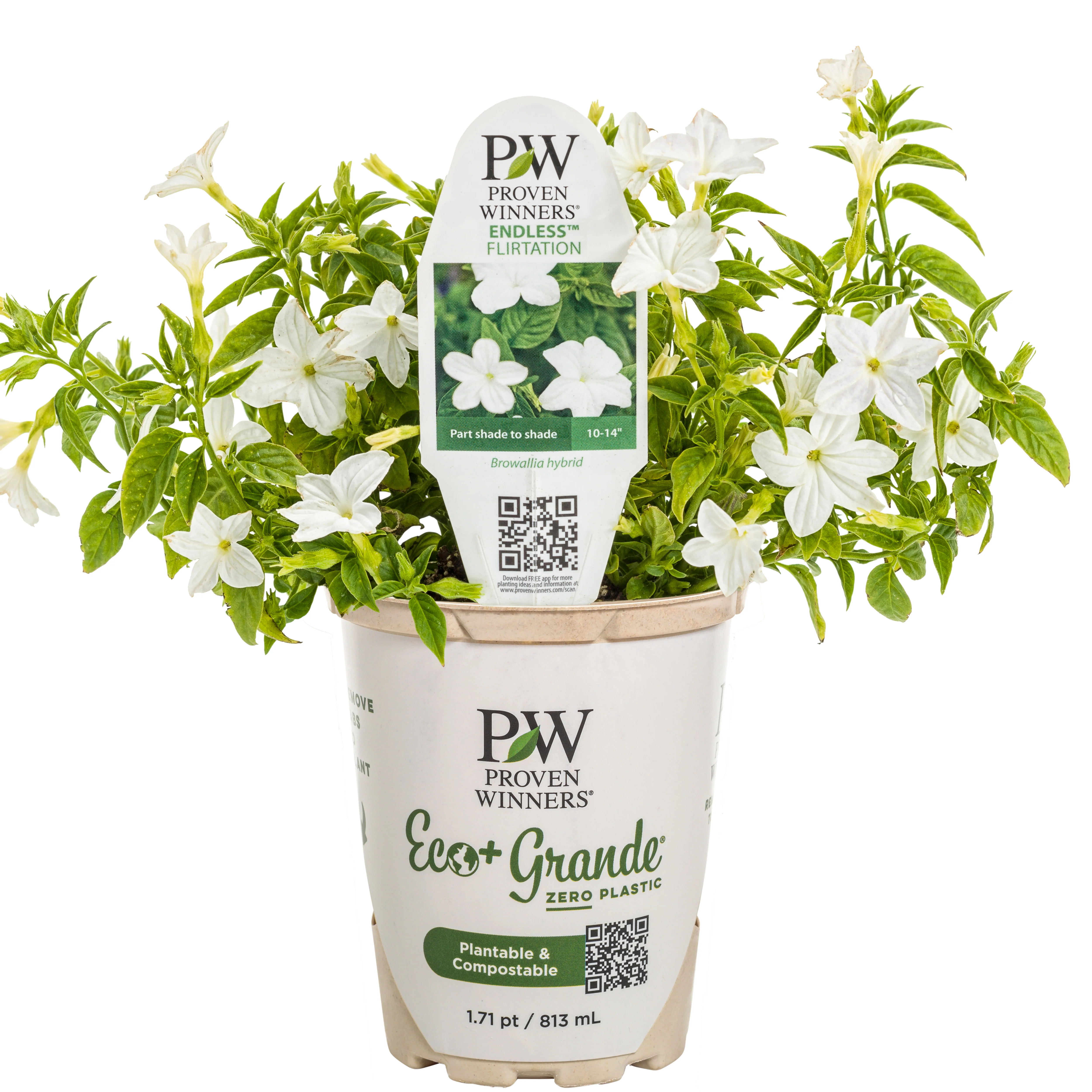 Endless™ Flirtation Bush Violet (Browallia hybrid) - Image 2