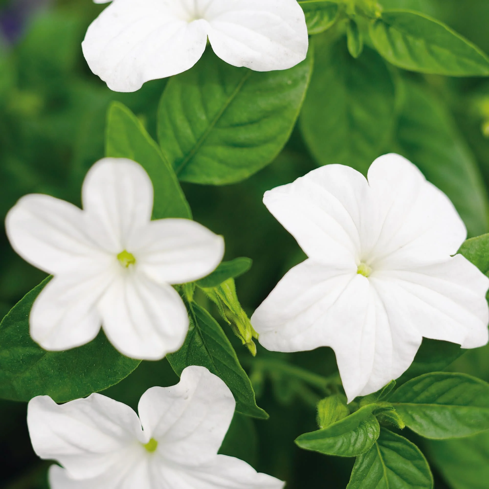 Endless™ Flirtation Bush Violet (Browallia hybrid) - Image 4