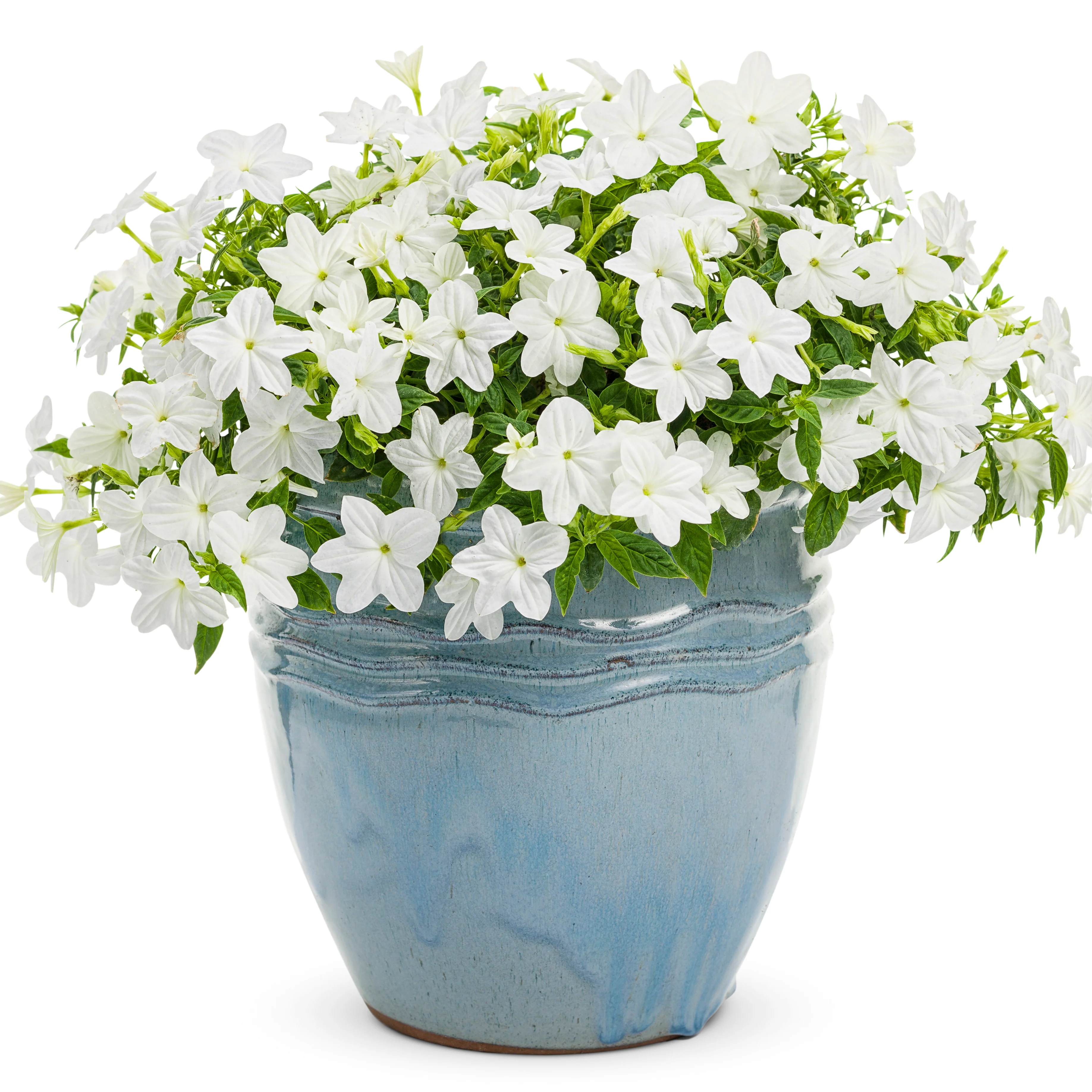Endless™ Flirtation Bush Violet (Browallia hybrid) - Image 5
