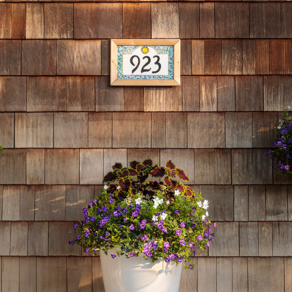 Endless™ Flirtation Bush Violet (Browallia hybrid) - Image 6