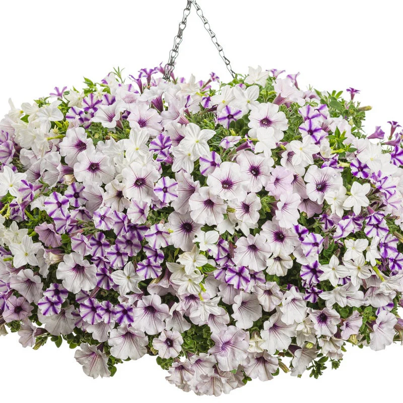 Endless™ Flirtation Bush Violet (Browallia hybrid) - Image 8