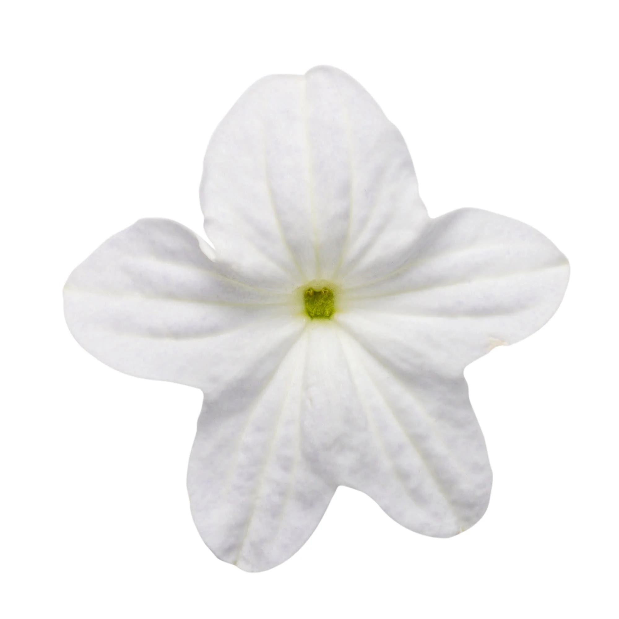 Endless™ Flirtation Bush Violet (Browallia hybrid) - Image 9