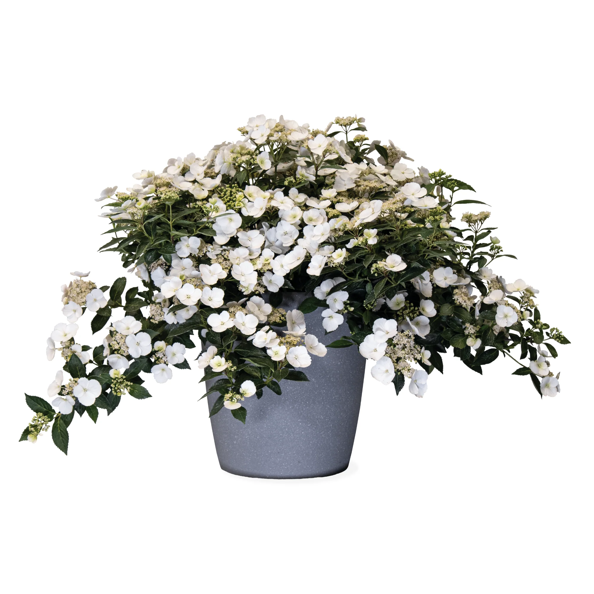 Fairytrail Bride® Cascade Hydrangea - Image 4