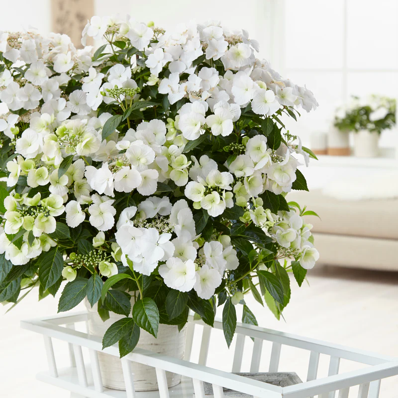 Fairytrail Bride® Cascade Hydrangea - Image 5