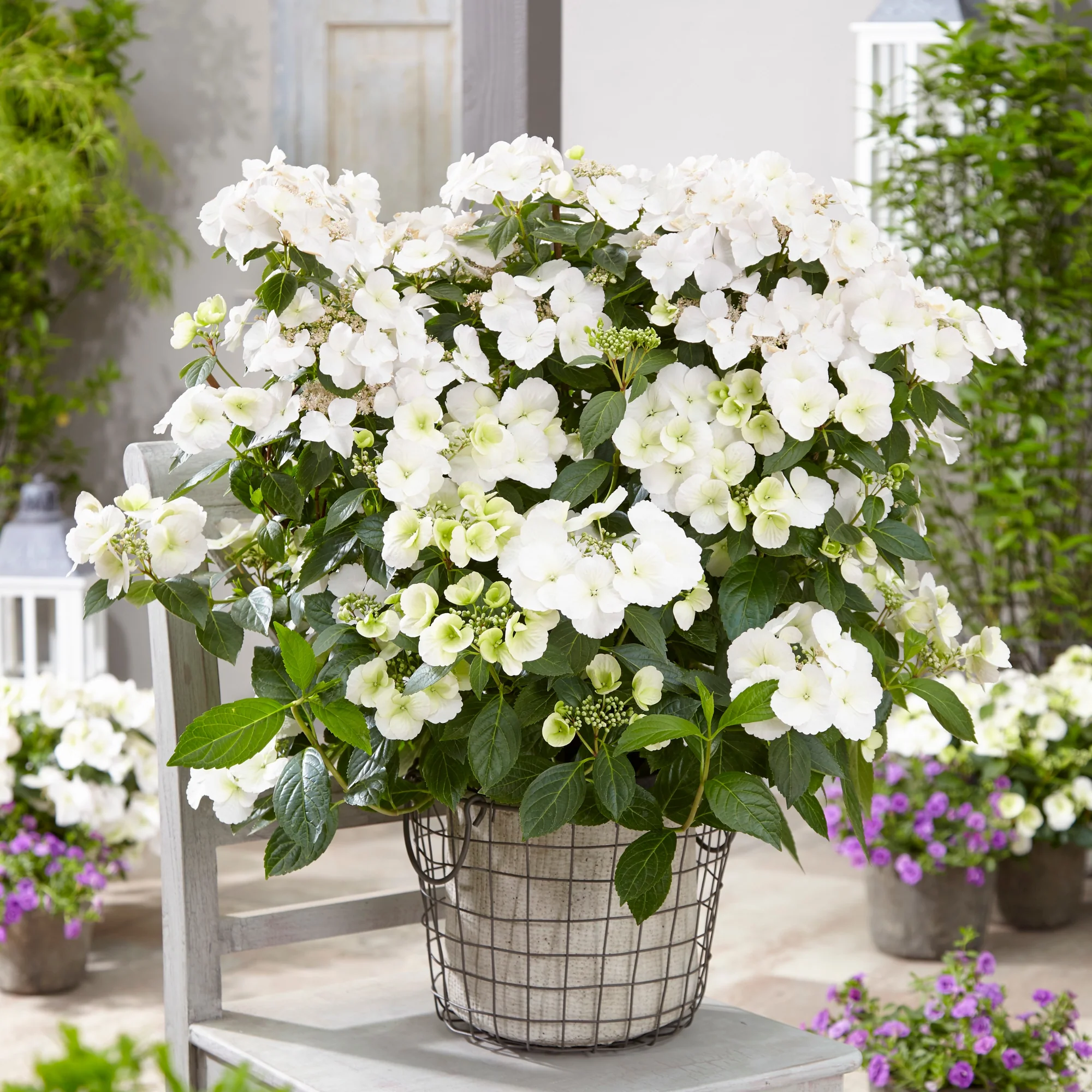 Fairytrail Bride® Cascade Hydrangea - Image 6