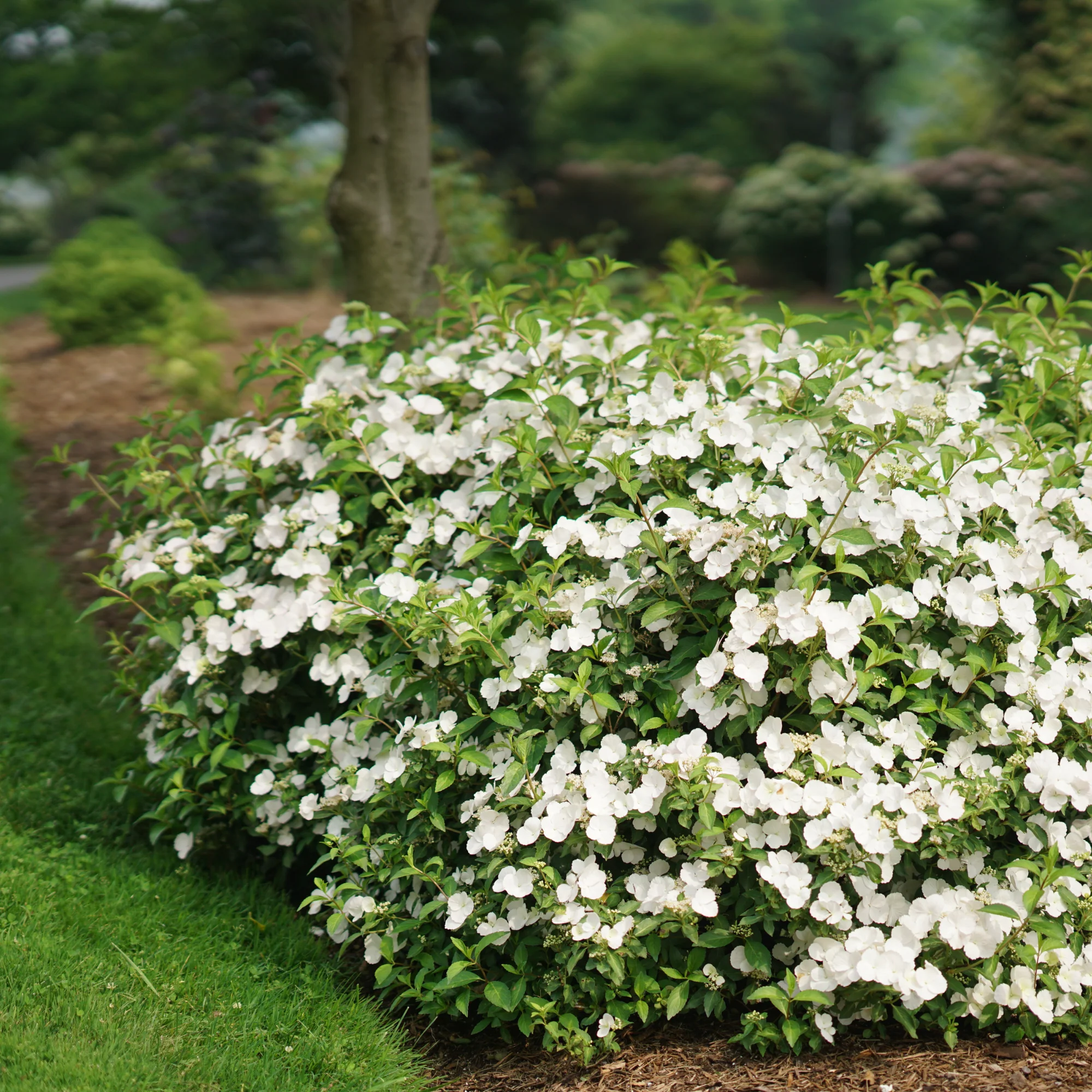 Fairytrail Bride® Cascade Hydrangea - Image 7