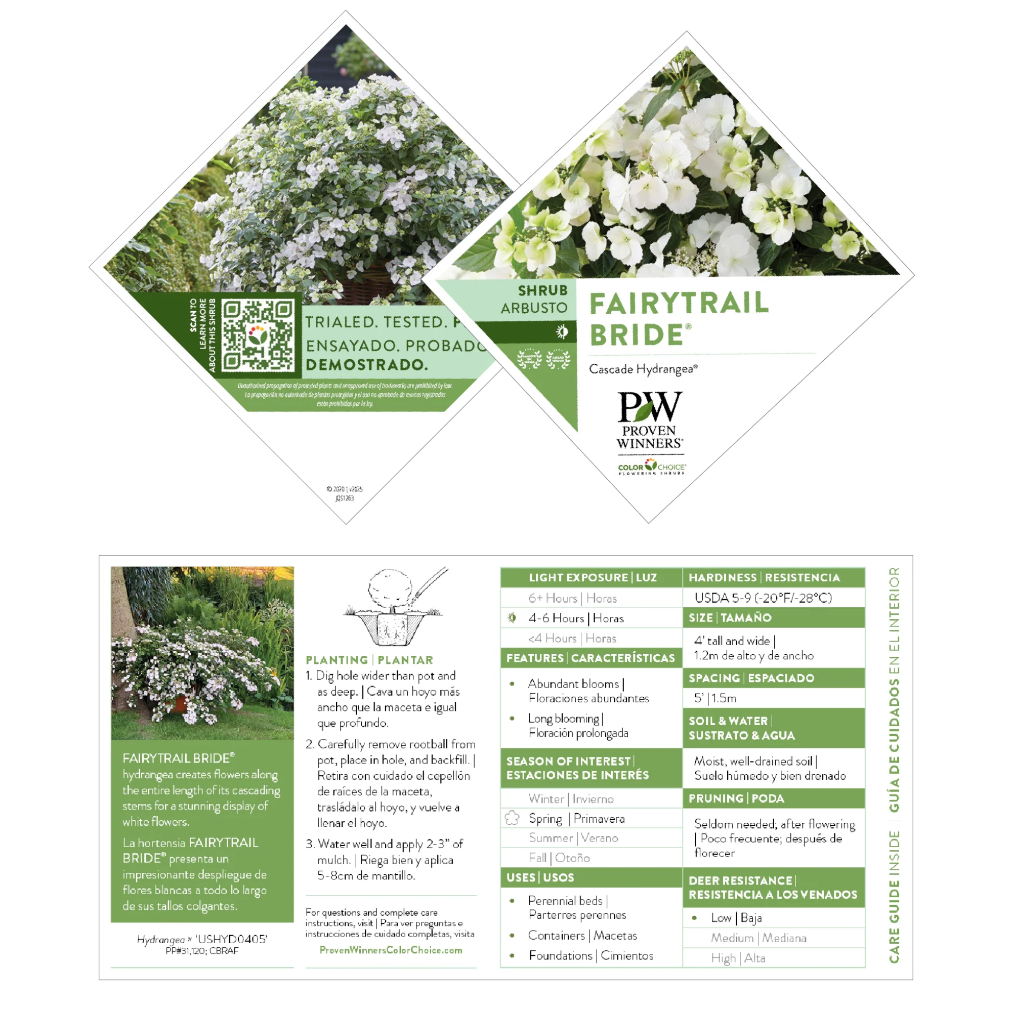 Fairytrail Bride® Cascade Hydrangea - Image 9