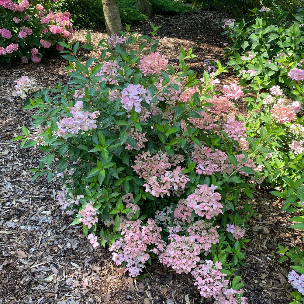 Fairytrail Fresco® Cascade Hydrangea (hybrid) | Proven Winners® New Variety 2026 - Image 4