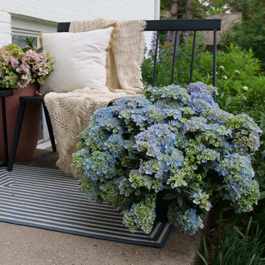 Fairytrail Fresco® Cascade Hydrangea (hybrid) | Proven Winners® New Variety 2026 - Image 5
