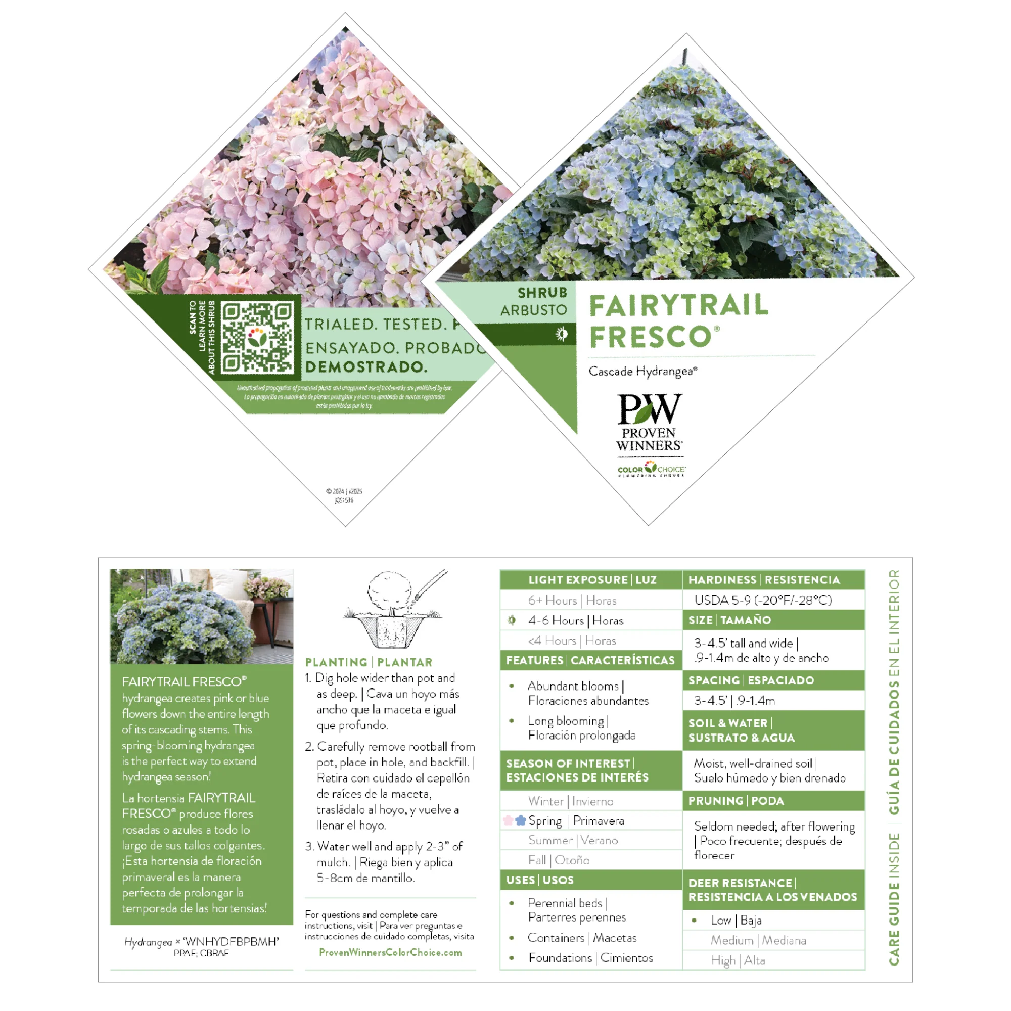 Fairytrail Fresco® Cascade Hydrangea (hybrid) | Proven Winners® New Variety 2026 - Image 7