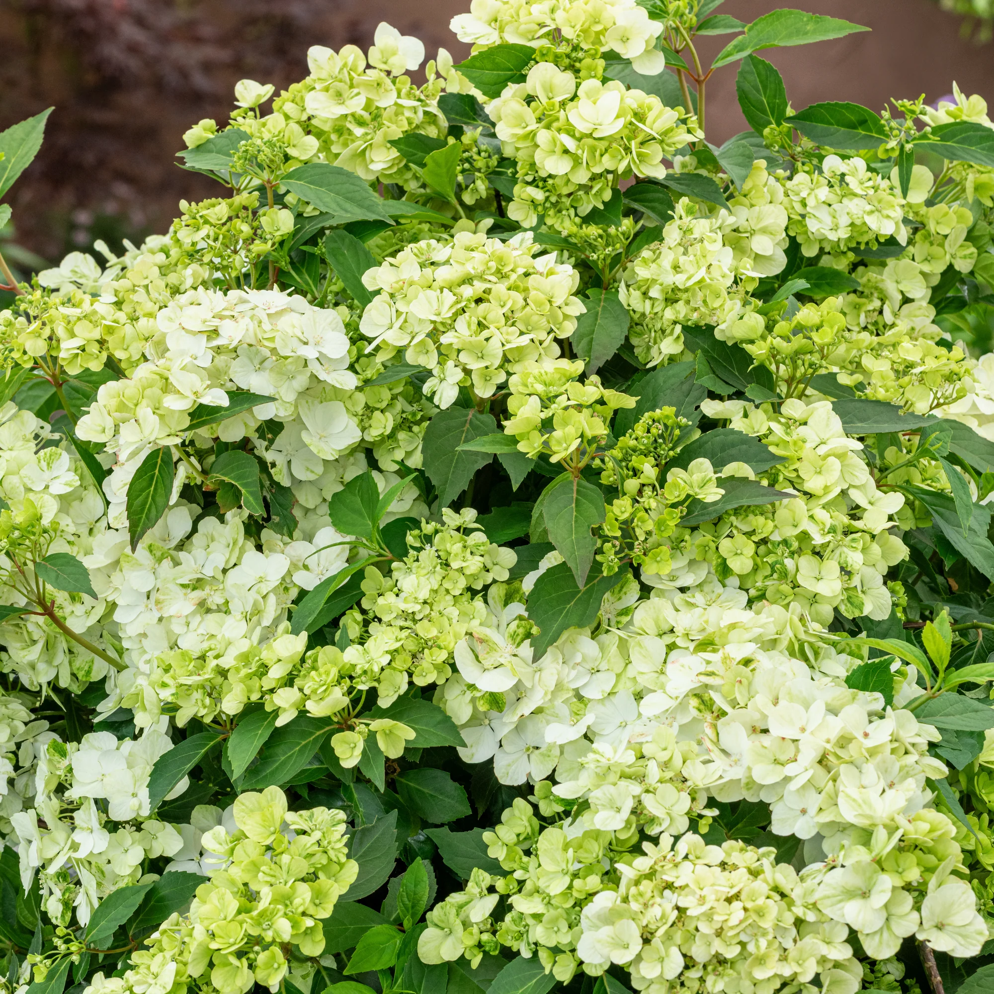 Fairytrail® Green Cascade Hydrangea - Image 3