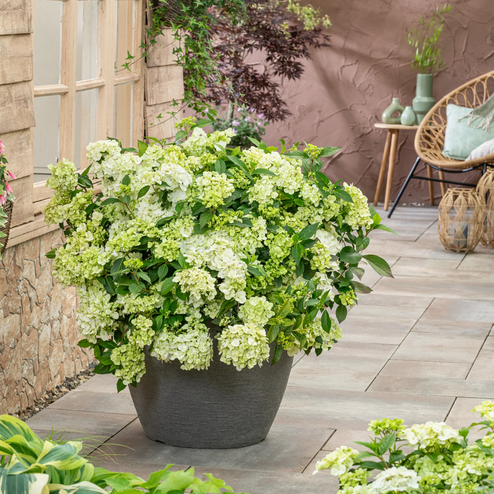 Fairytrail® Green Cascade Hydrangea - Image 4