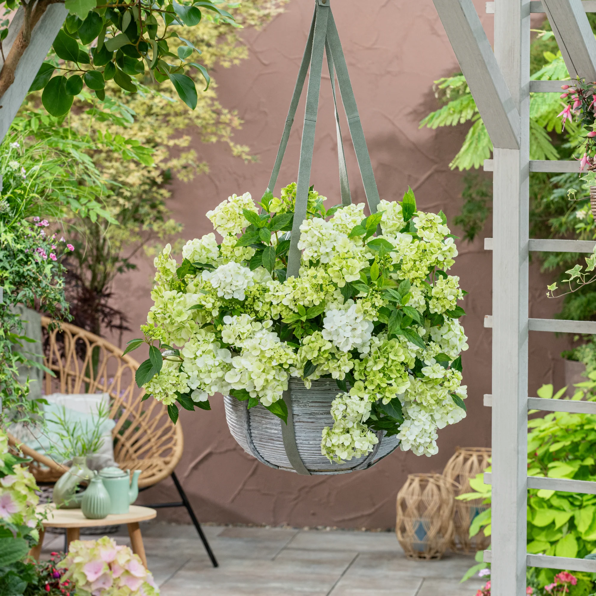 Fairytrail® Green Cascade Hydrangea - Image 5
