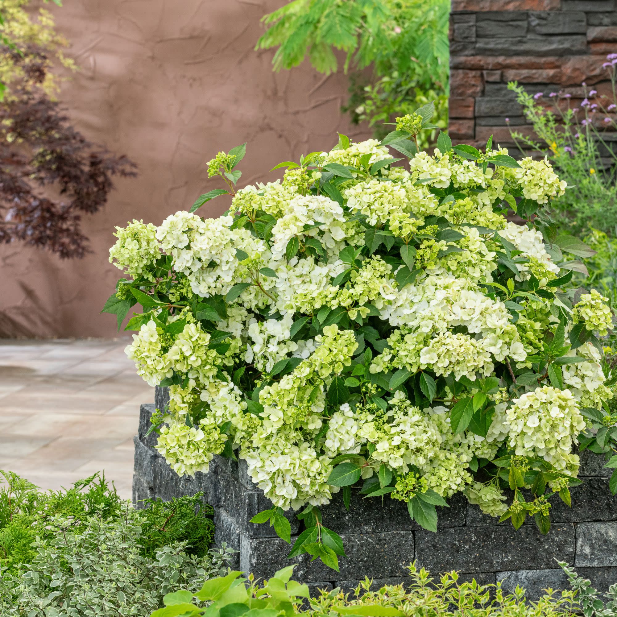 Fairytrail® Green Cascade Hydrangea - Image 6