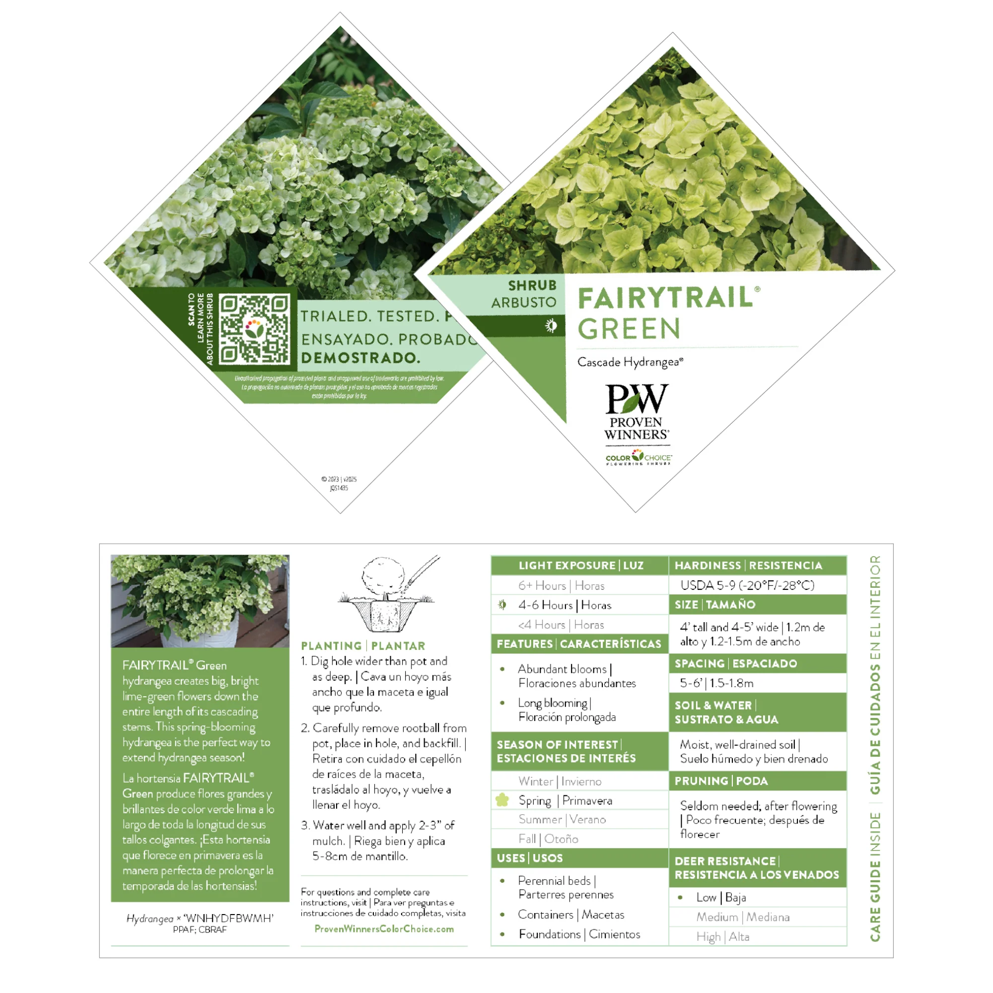 Fairytrail® Green Cascade Hydrangea - Image 8
