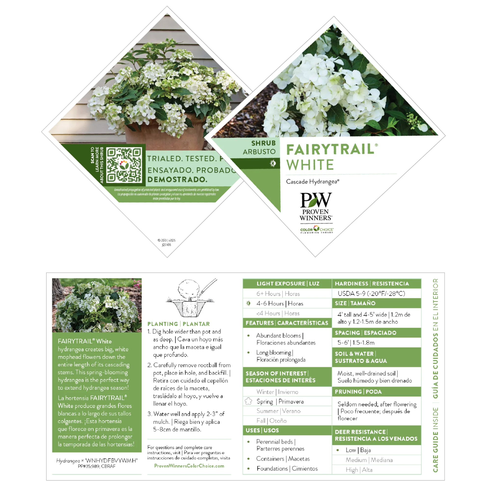 Fairytrail® White Cascade Hydrangea - Image 8