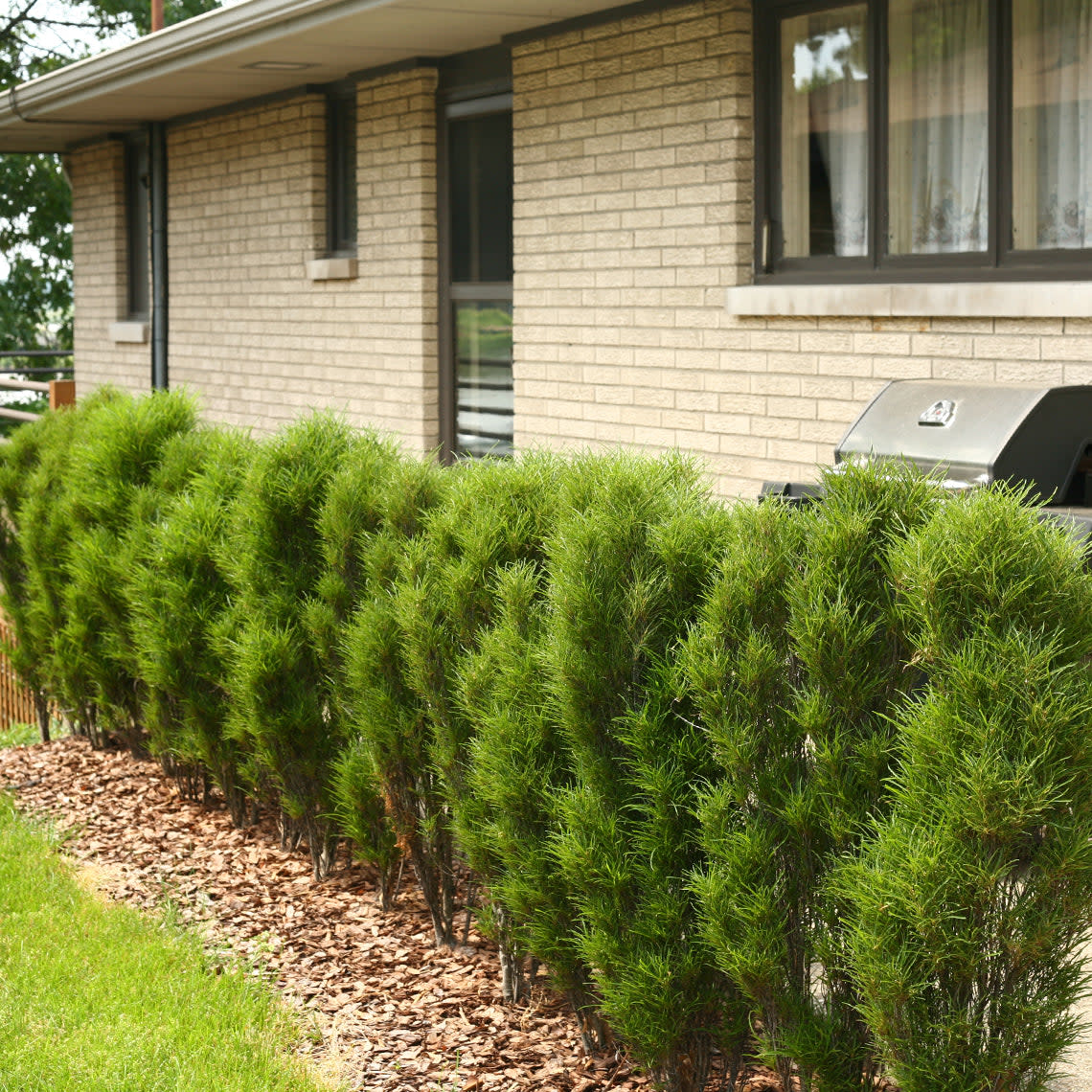 Fine Line® Buckthorn (Rhamnus frangula) - Image 10