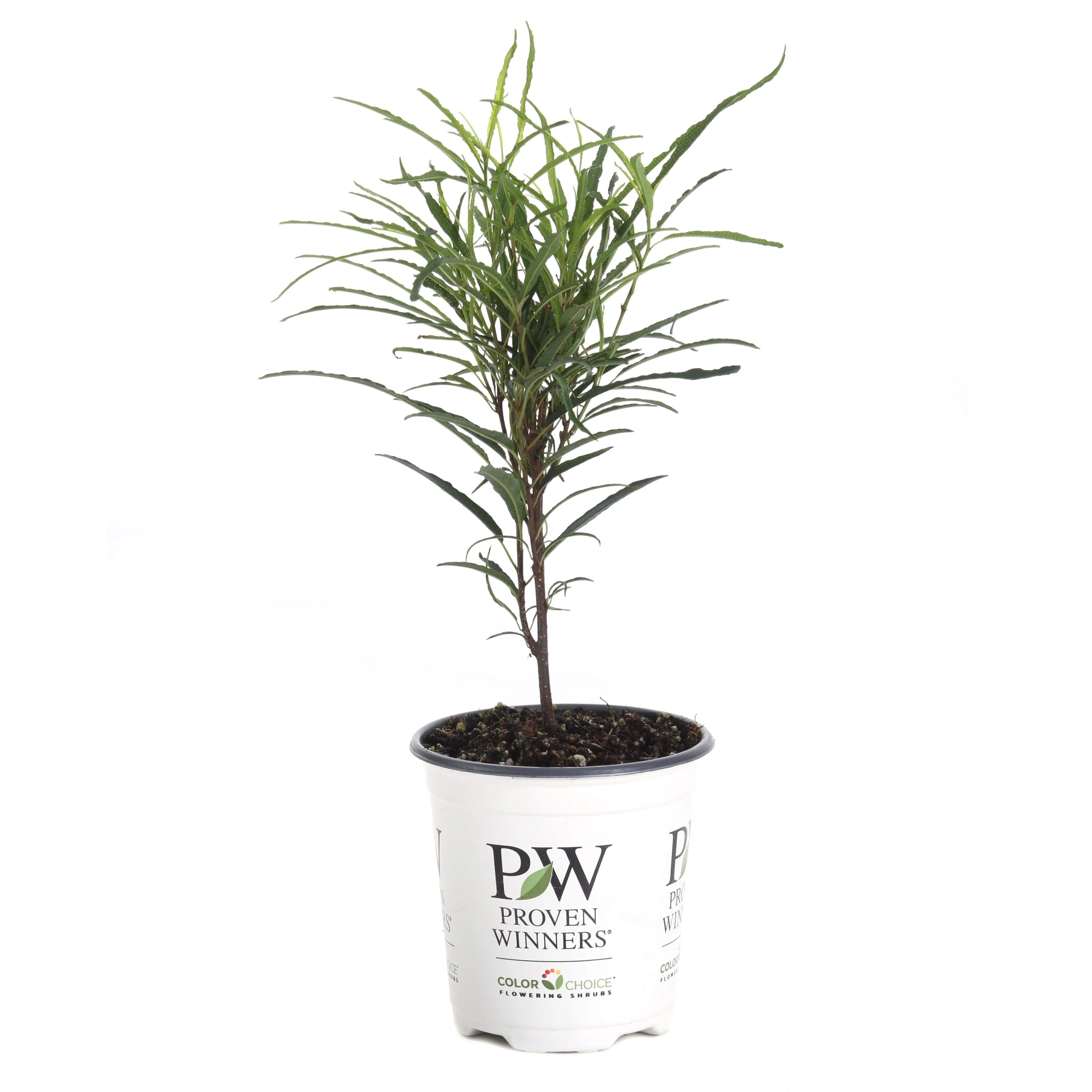 Fine Line® Buckthorn (Rhamnus frangula) - Image 3