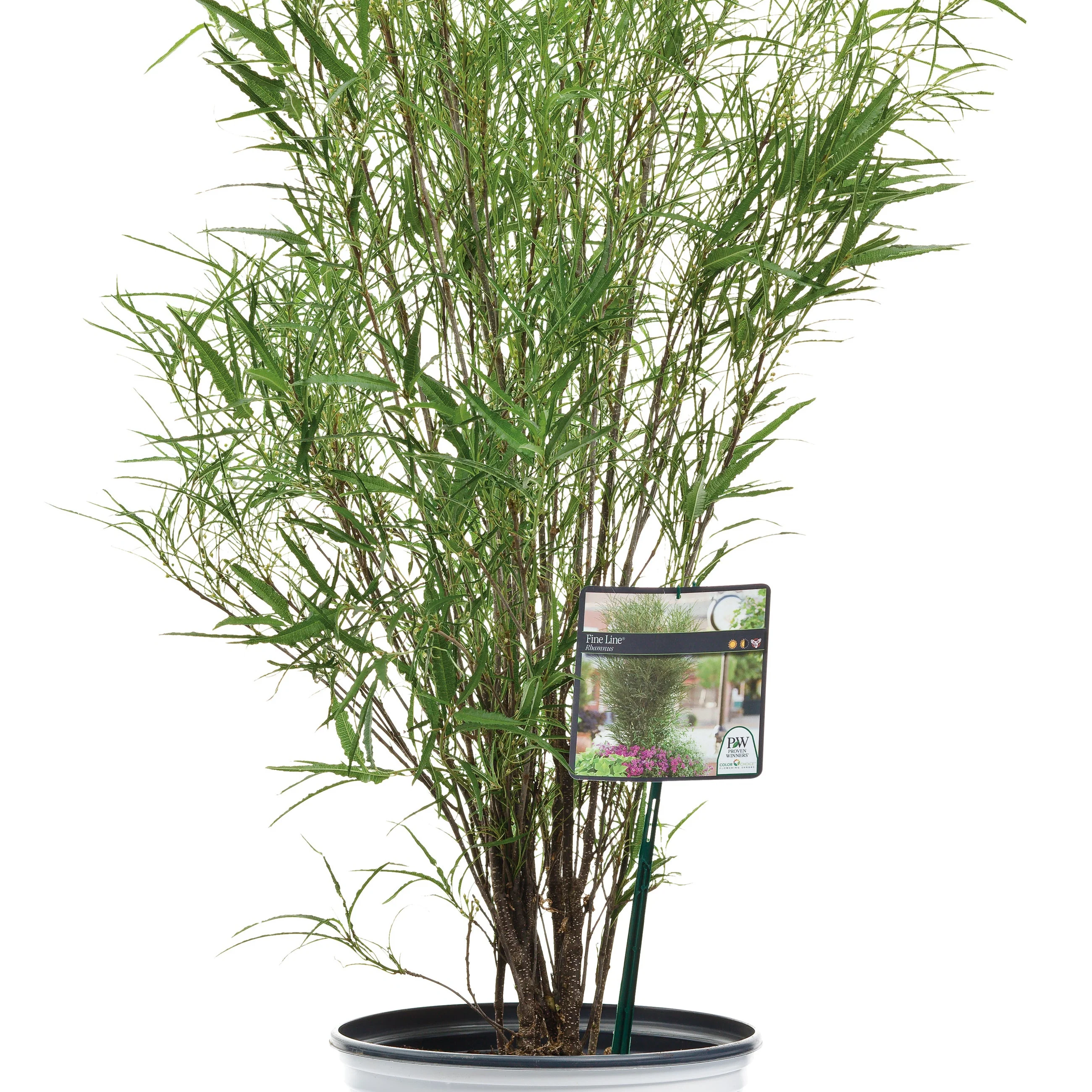 Fine Line® Buckthorn (Rhamnus frangula) - Image 4