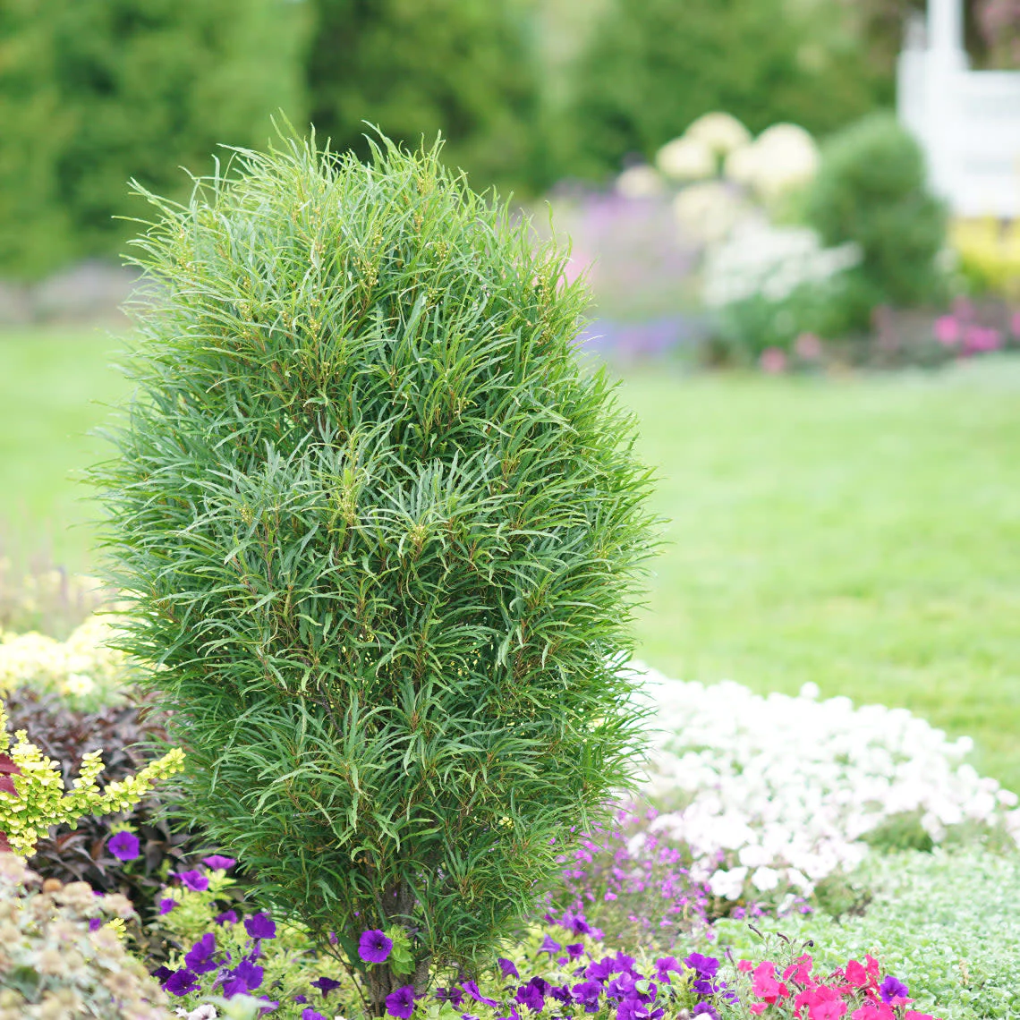 Fine Line® Buckthorn (Rhamnus frangula) - Image 6