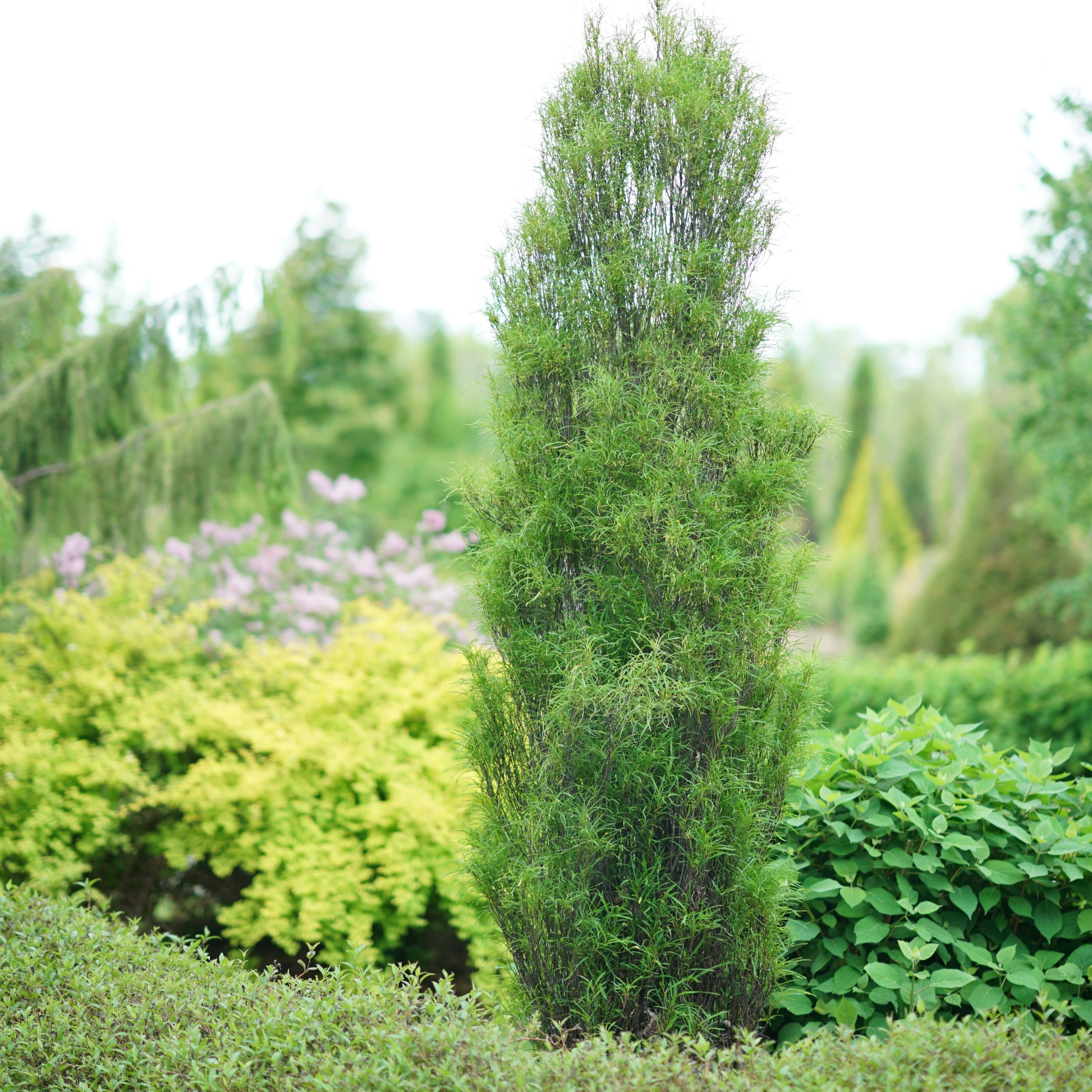 Fine Line® Buckthorn (Rhamnus frangula) - Image 7