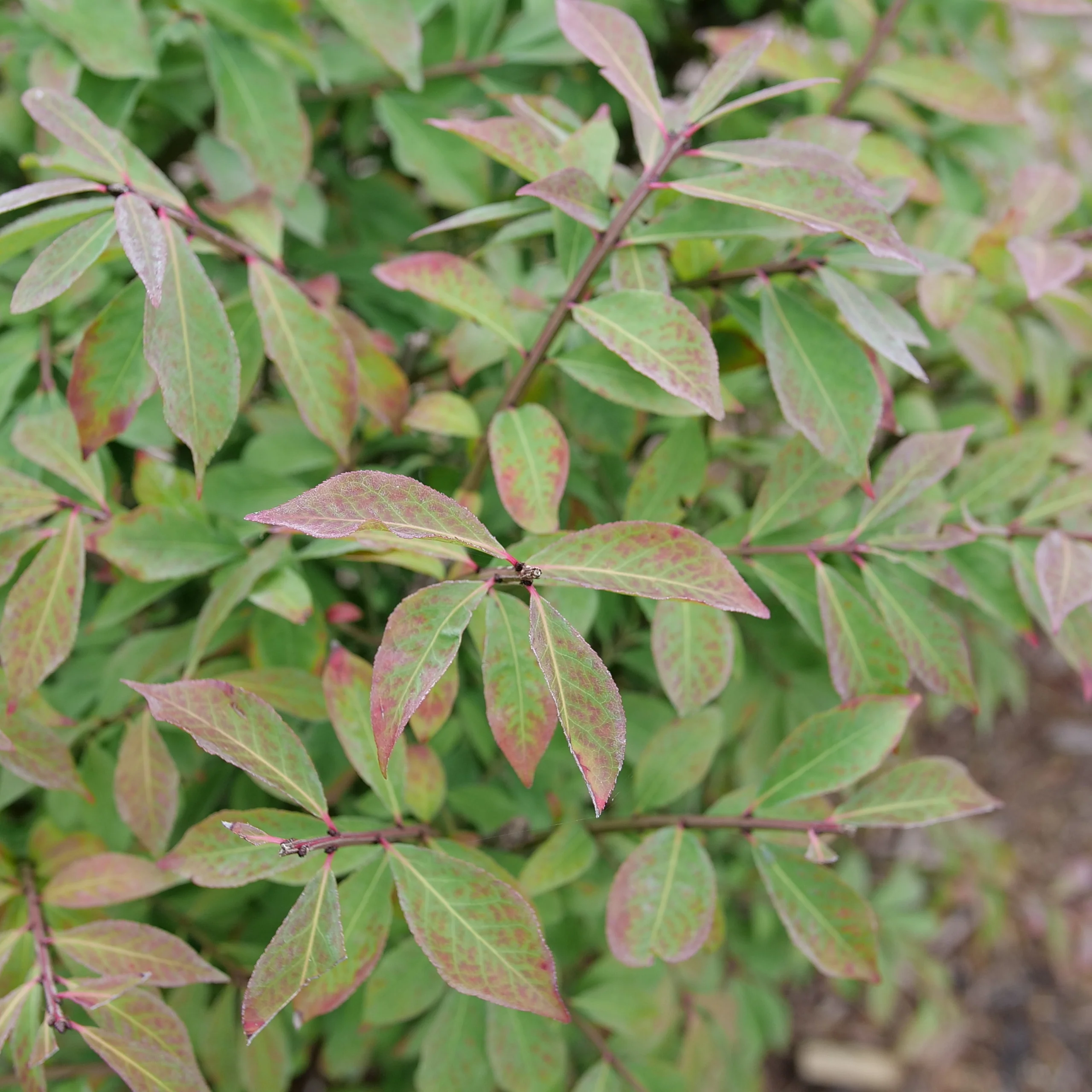 Fire Ball Seedless™ Burning Bush (Euonymus alatus) - Image 3