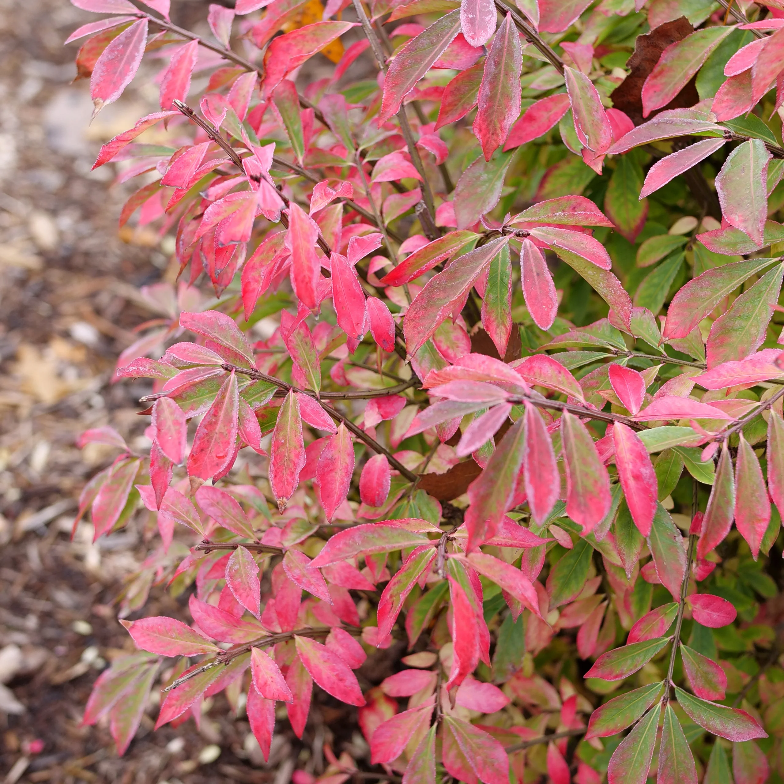 Fire Ball Seedless™ Burning Bush (Euonymus alatus) - Image 4