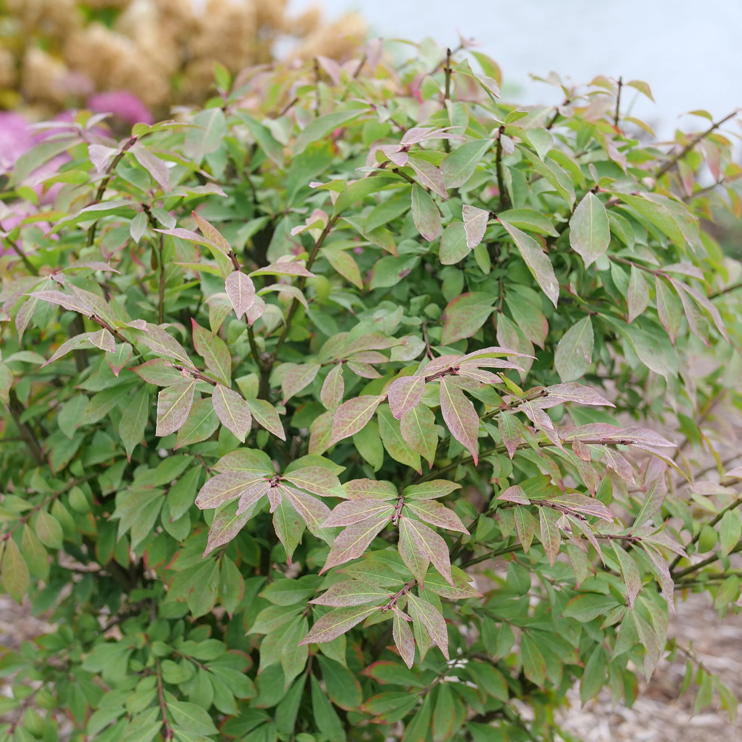 Fire Ball Seedless™ Burning Bush (Euonymus alatus) - Image 6