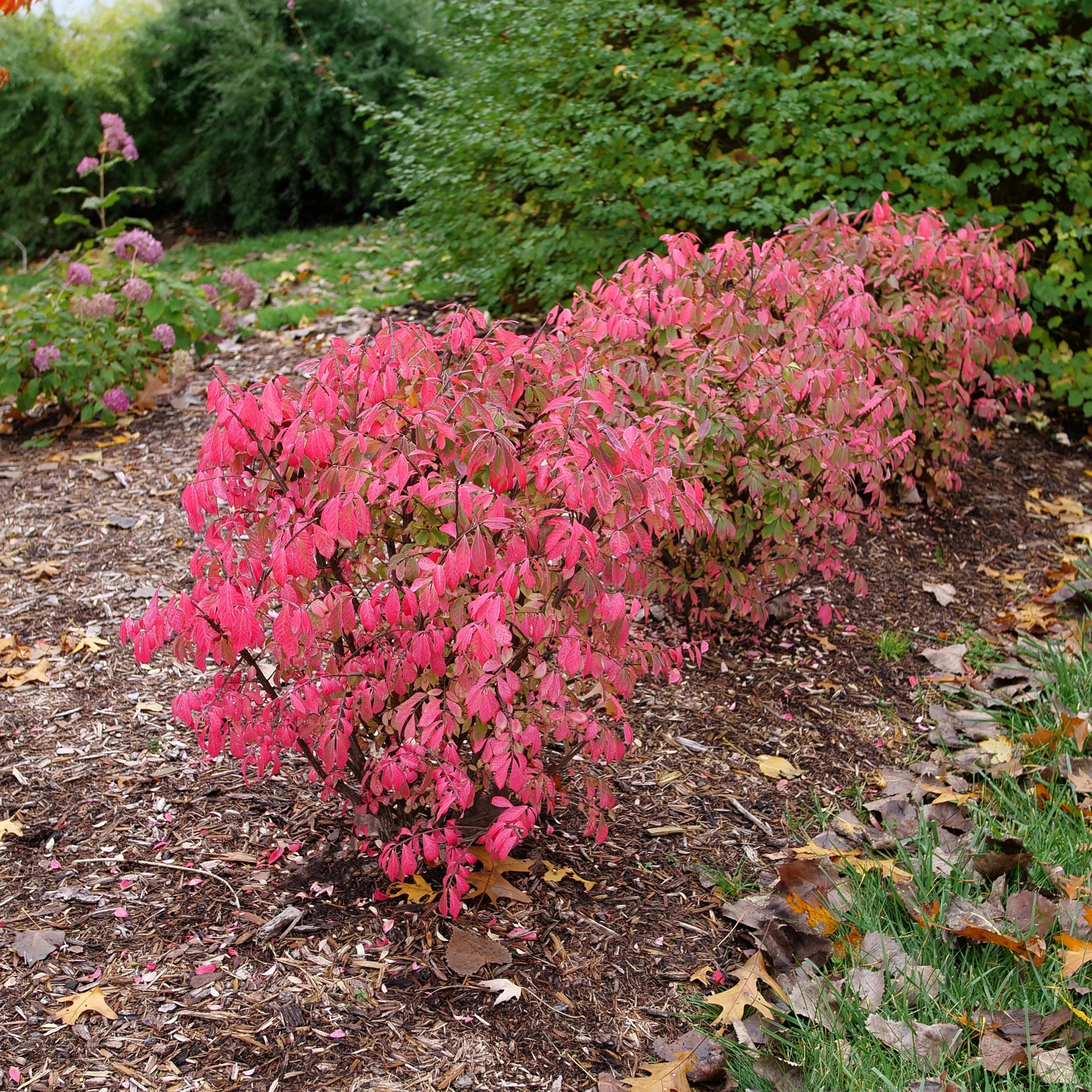 Fire Ball Seedless™ Burning Bush (Euonymus alatus) - Image 7