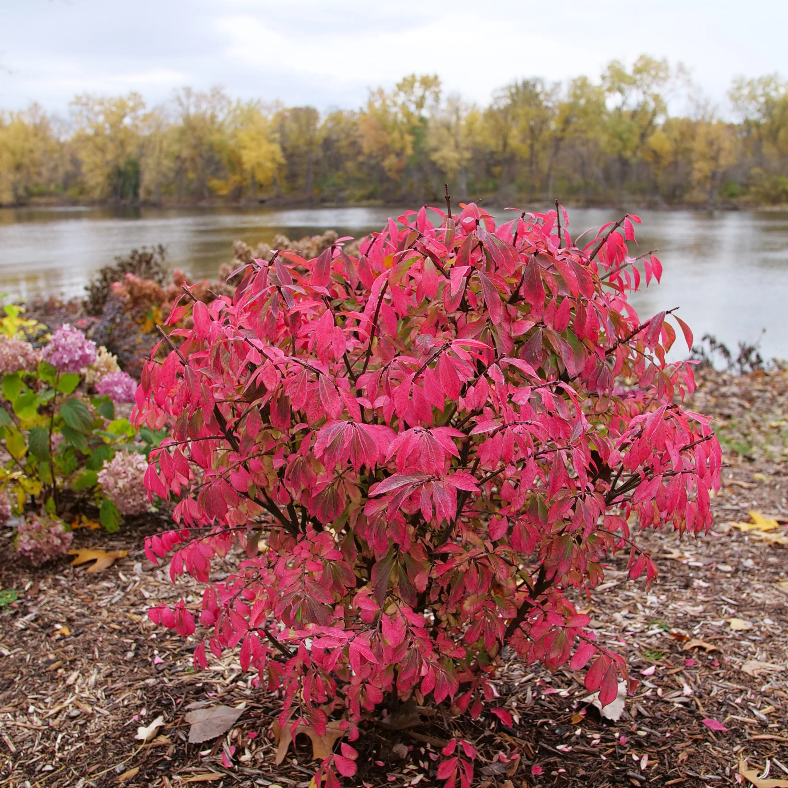 Fire Ball Seedless™ Burning Bush (Euonymus alatus) - Image 8