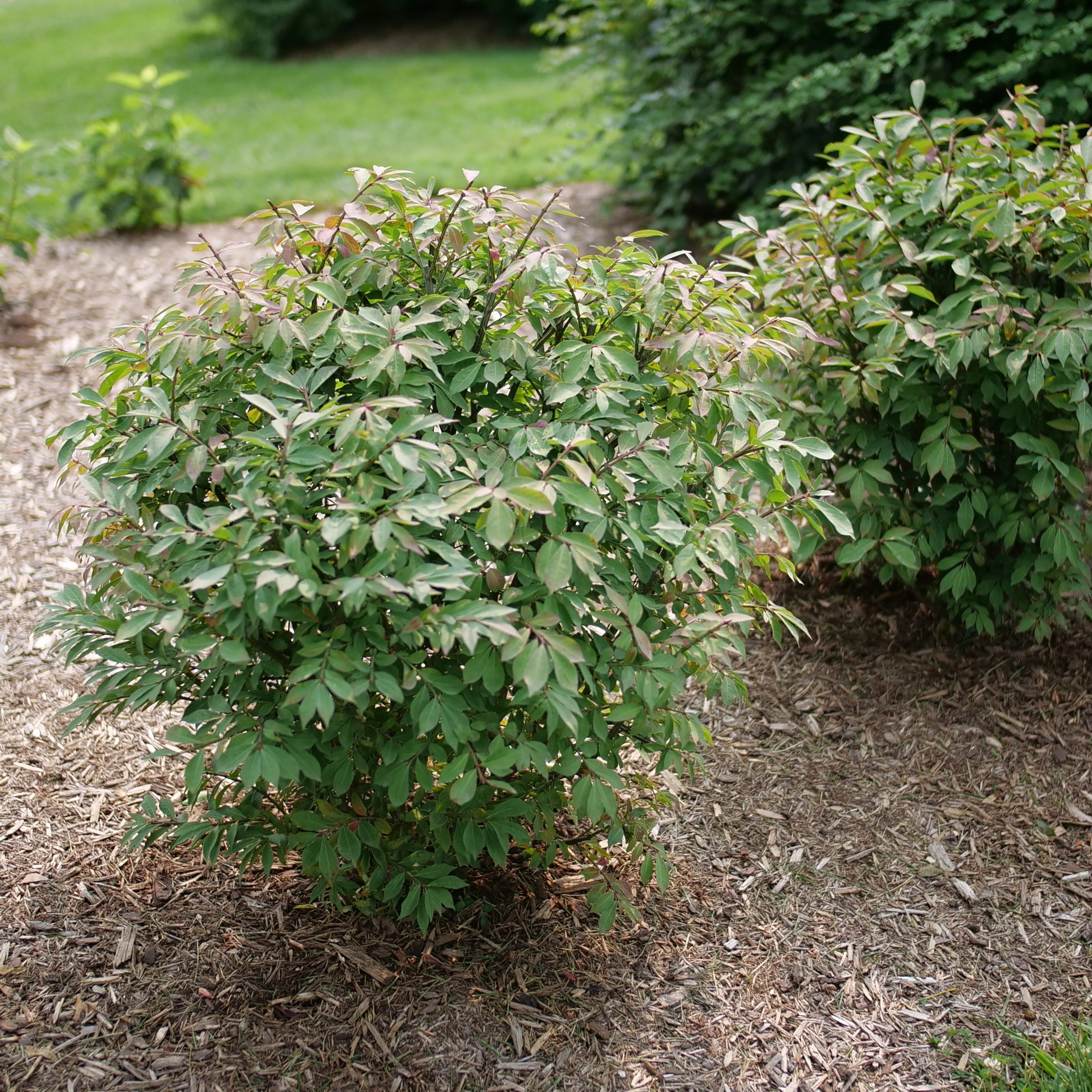 Fire Ball Seedless™ Burning Bush (Euonymus alatus) - Image 9