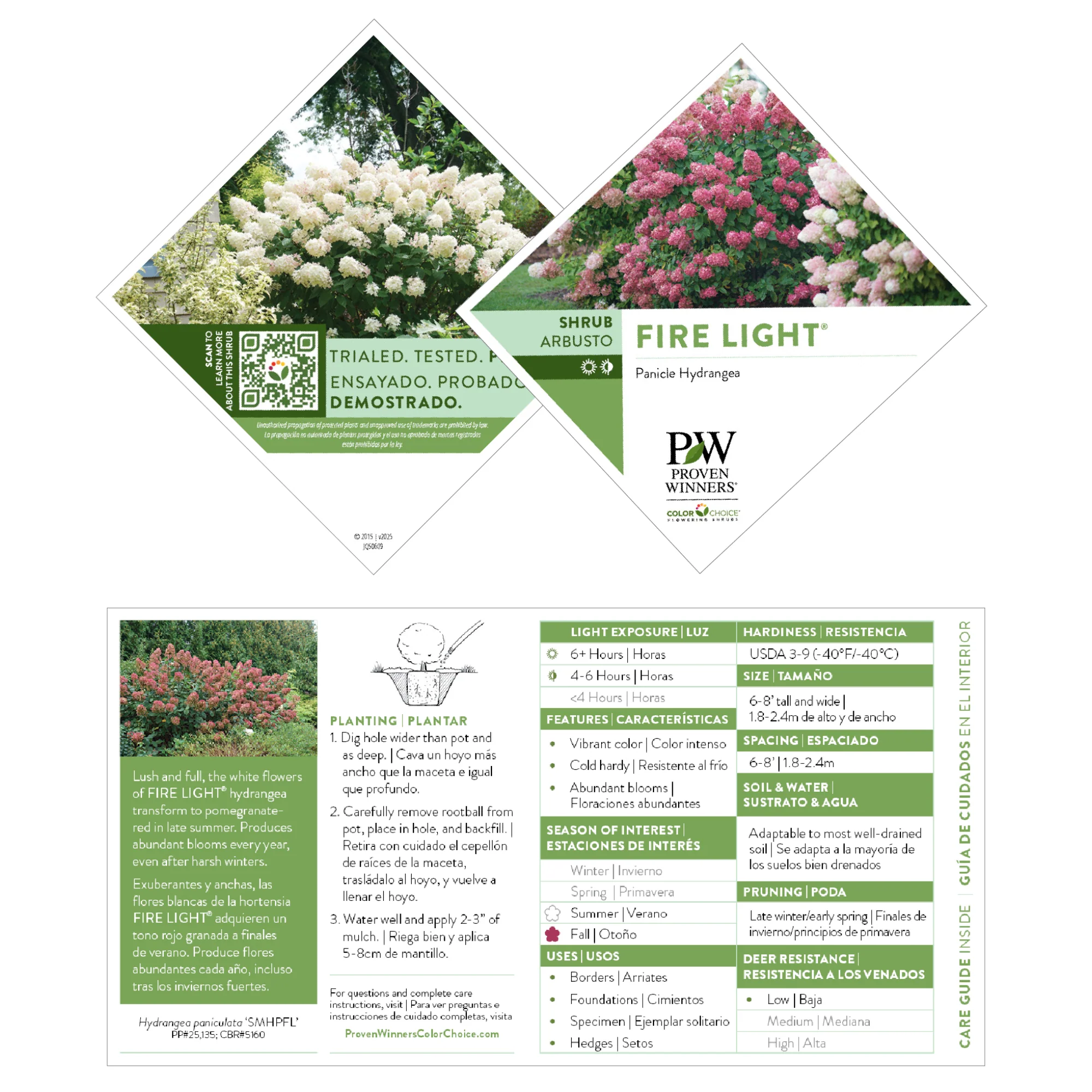 Fire Light® Panicle Hydrangea (paniculata) - Image 11