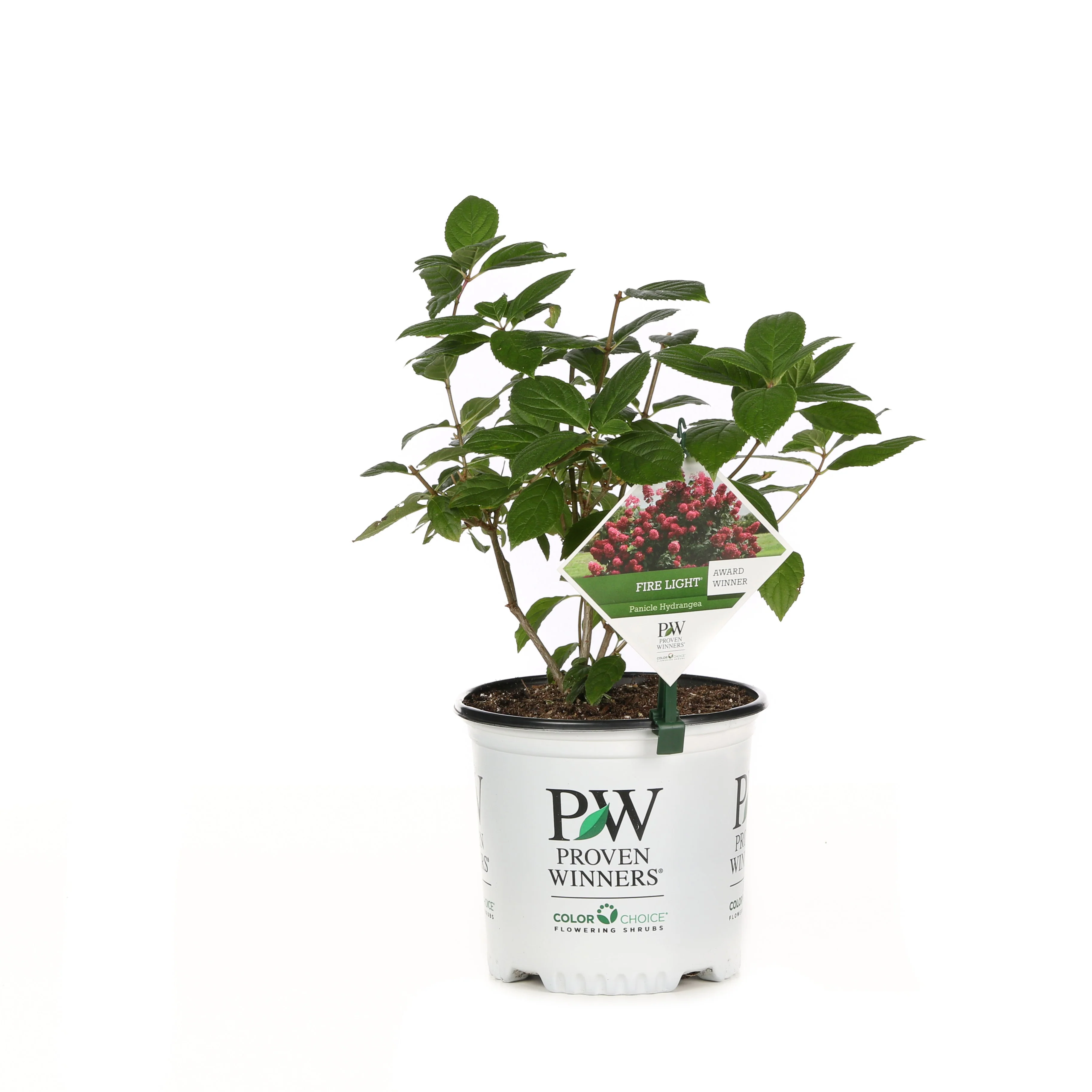 Fire Light® Panicle Hydrangea (paniculata) - Image 2