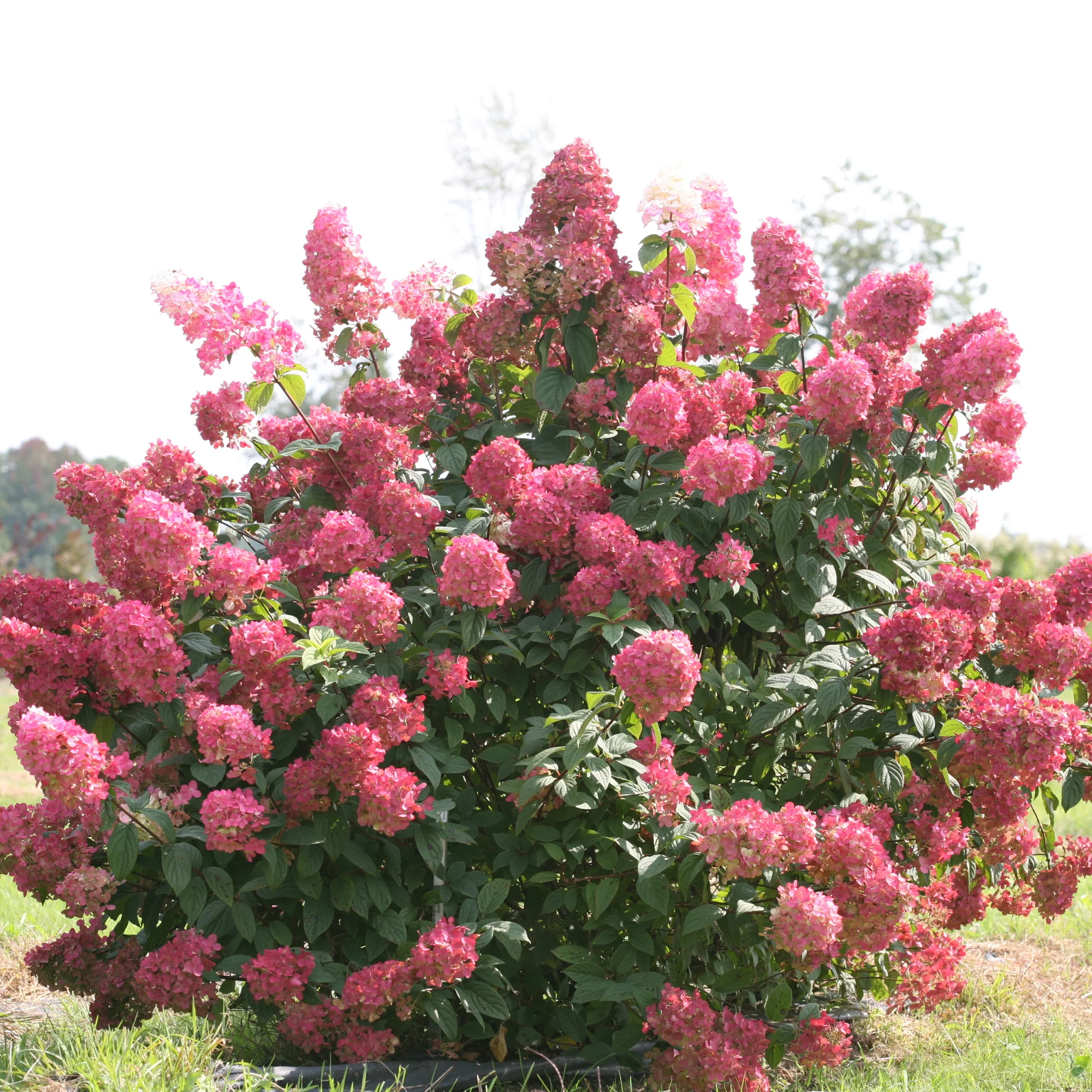 Fire Light® Panicle Hydrangea (paniculata) - Image 7